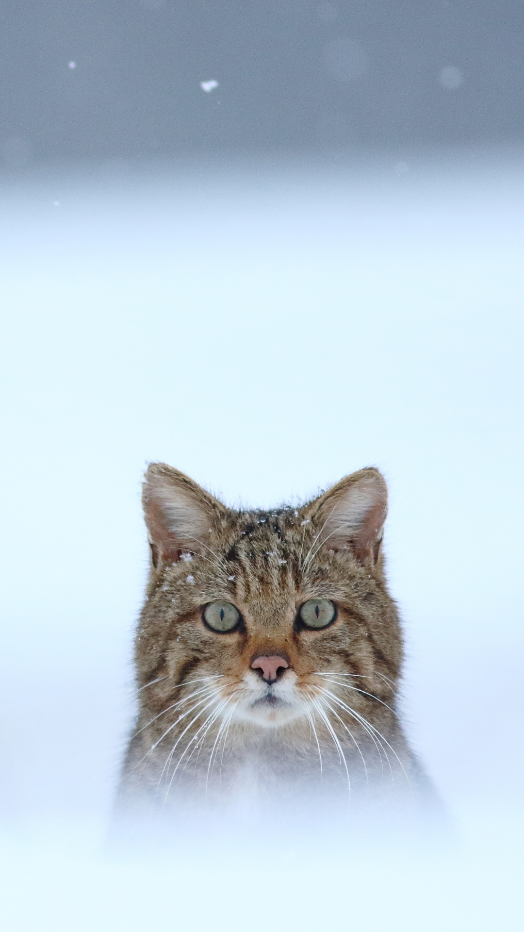 Download mobile wallpaper Cats, Cat, Animal, Stare for free.