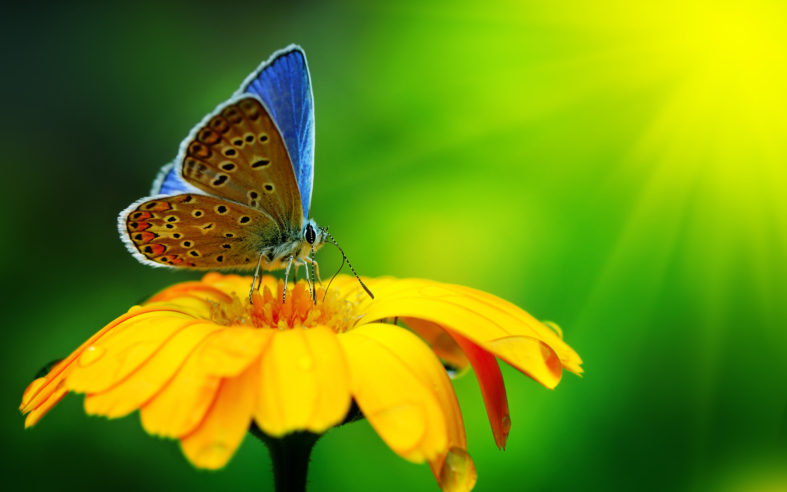 Free download wallpaper Butterfly, Animal on your PC desktop