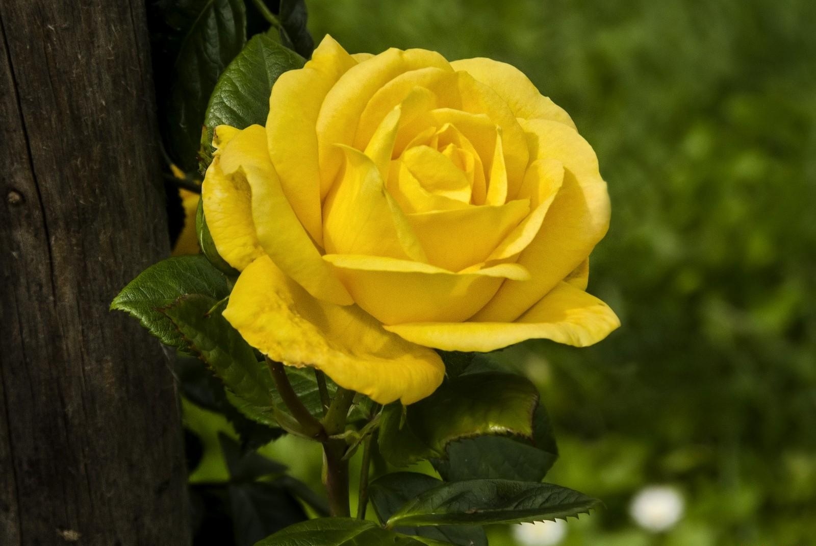 90064 télécharger l'image fleurs, rose, jaune, bois, une rose, arbre, acuité - fonds d'écran et économiseurs d'écran gratuits