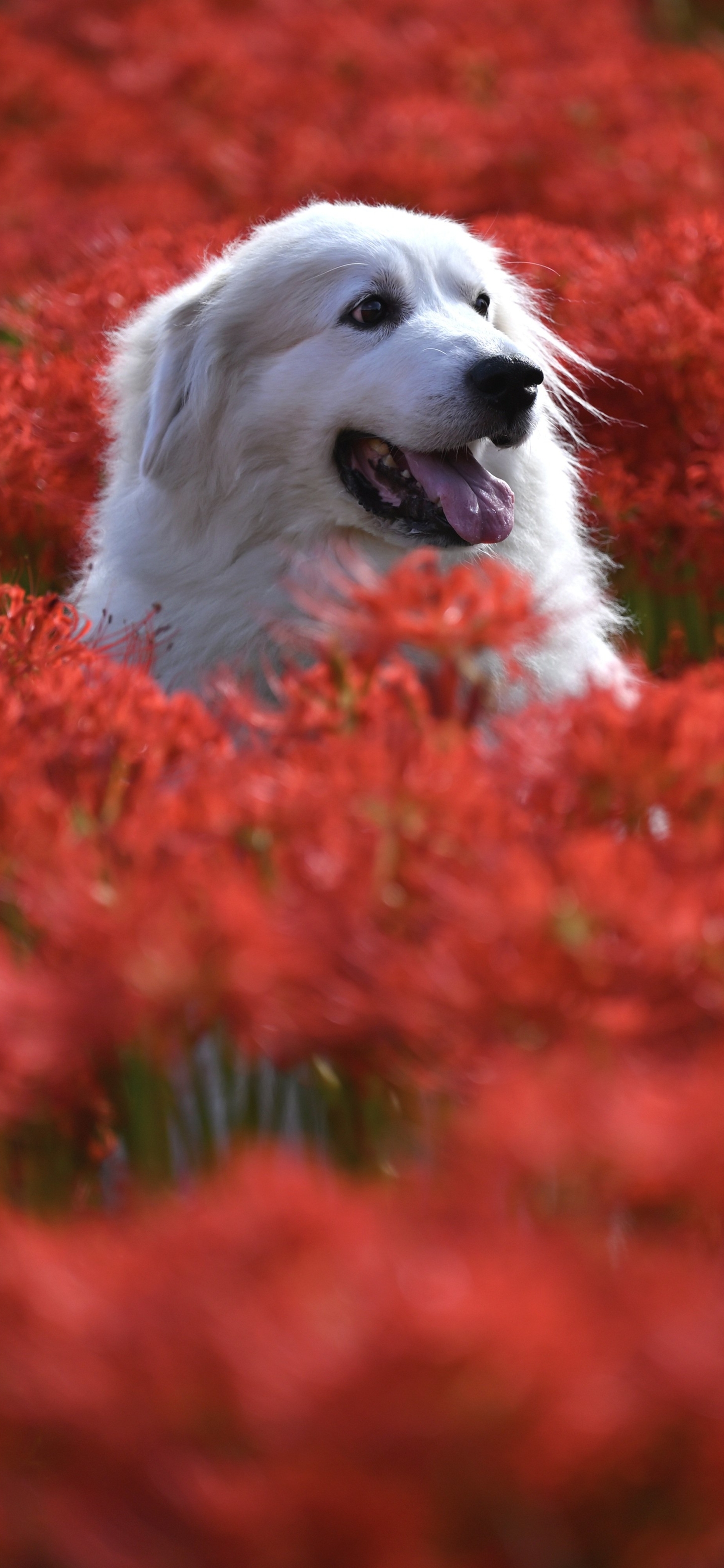 Handy-Wallpaper Tiere, Hunde, Hund, Rote Blume kostenlos herunterladen.