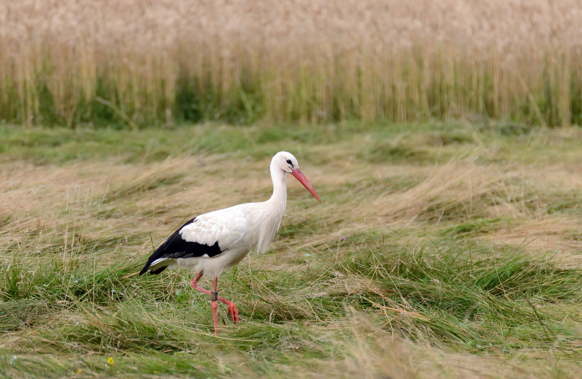 Download mobile wallpaper Birds, Grass, Bird, Animal, Stork, White Stork for free.
