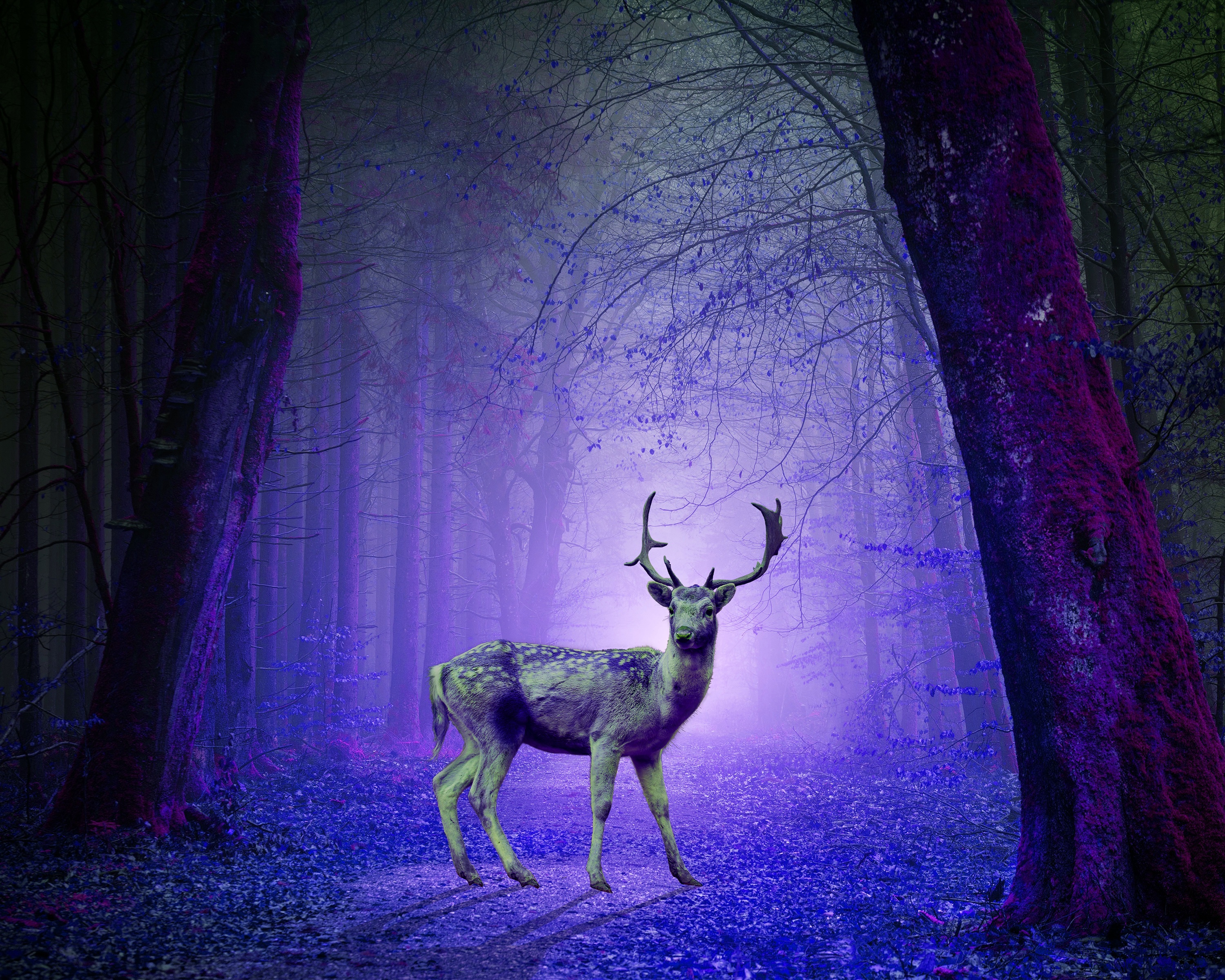 146942壁紙のダウンロード動物, 鹿, 森林, 森, 紫の, 紫, photoshop, フォトショップ, 神秘的, ミスティック-スクリーンセーバーと写真を無料で