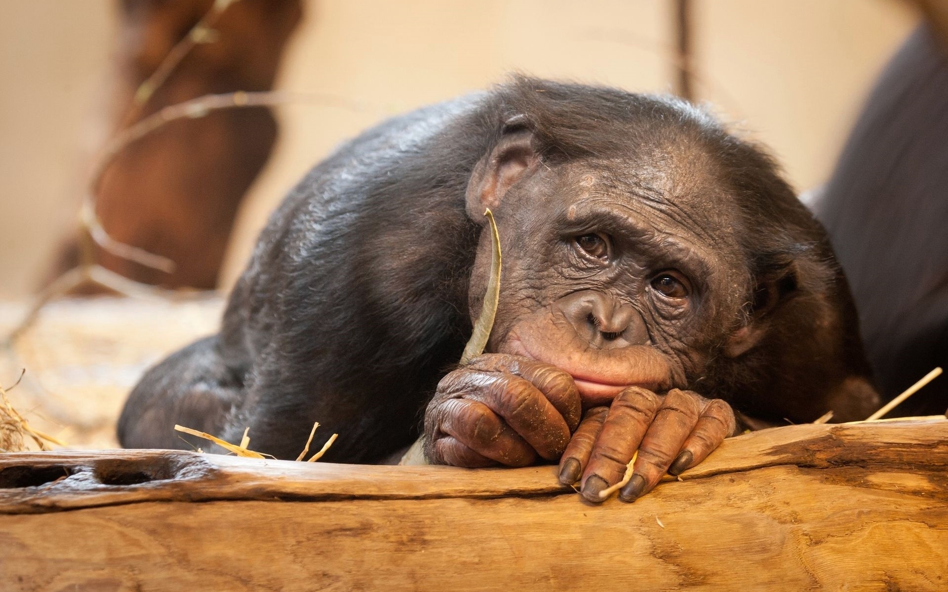 1465989 descargar fondo de pantalla animales, chimpancé, mono: protectores de pantalla e imágenes gratis