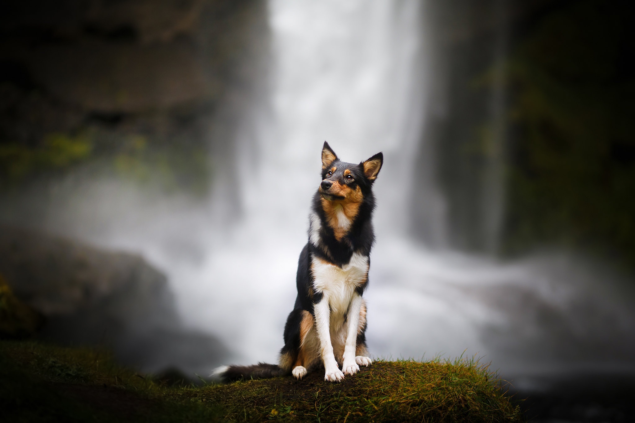 493964 Bildschirmschoner und Hintergrundbilder Hunde auf Ihrem Telefon. Laden Sie  Bilder kostenlos herunter