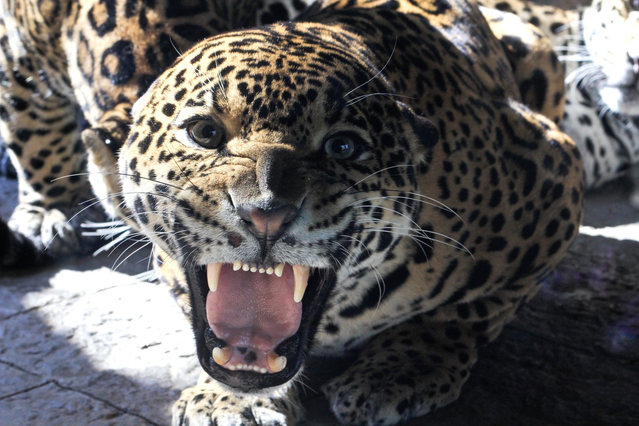 97410 télécharger l'image animaux, jaguar, sourire, museau, muselière, gros chat, fauve, vue, opinion, dents, dent - fonds d'écran et économiseurs d'écran gratuits