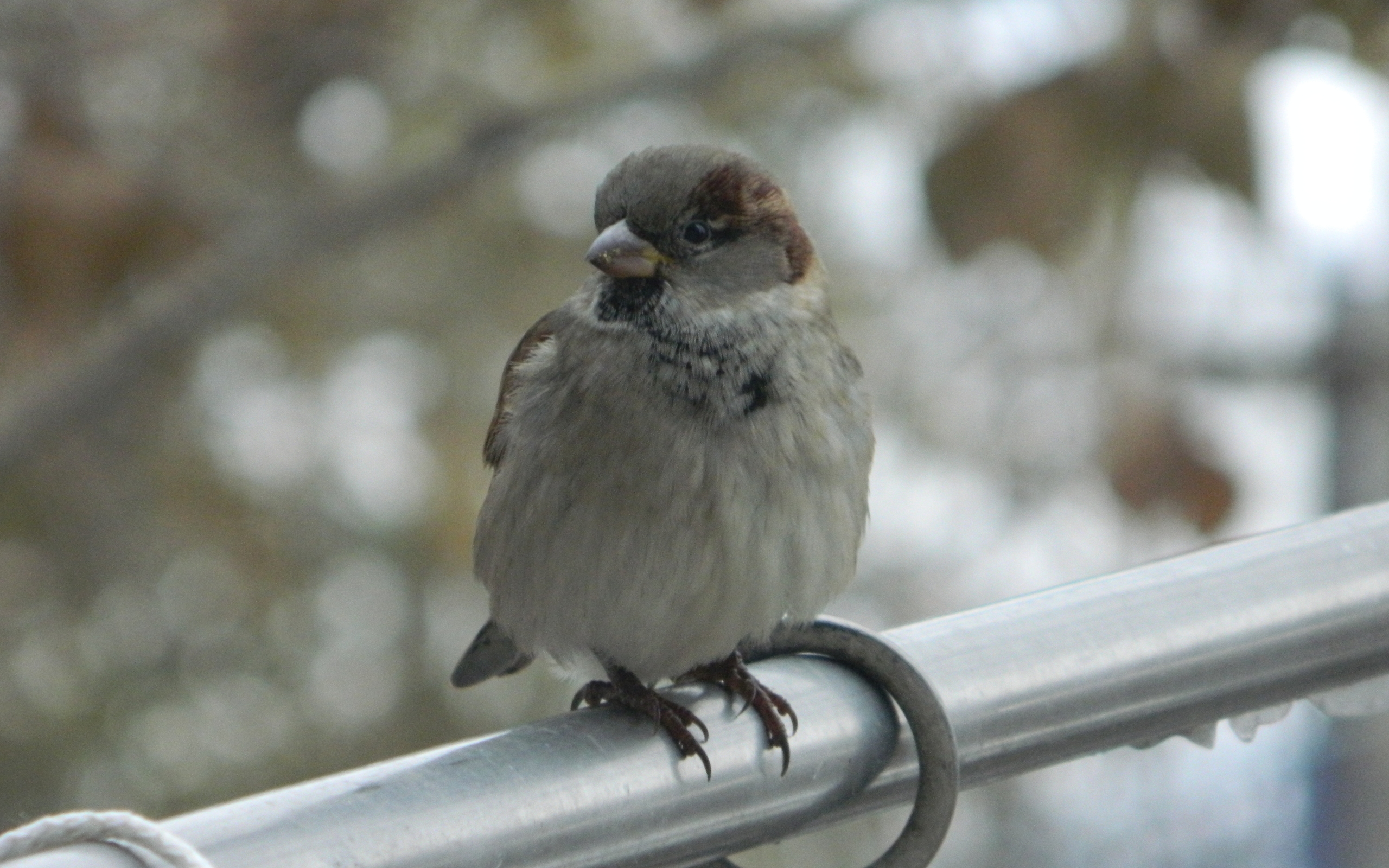 Téléchargez des papiers peints mobile Animaux, Oiseau, Des Oiseaux gratuitement.