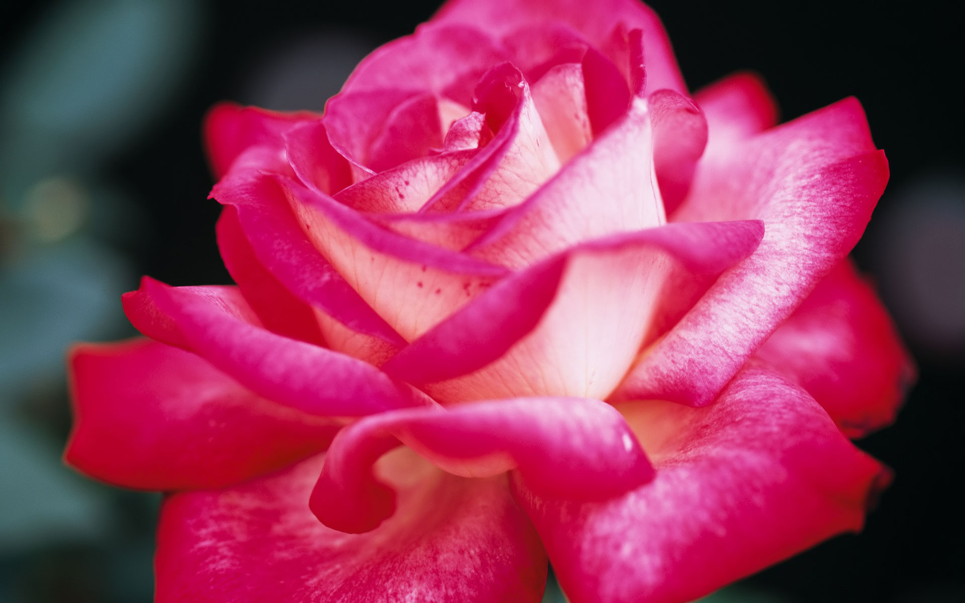 Laden Sie das Rose, Erde/natur-Bild kostenlos auf Ihren PC-Desktop herunter