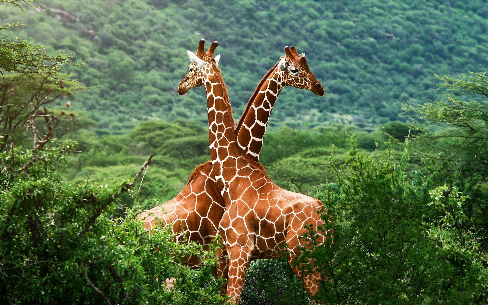Baixe gratuitamente a imagem Animais, Girafa na área de trabalho do seu PC