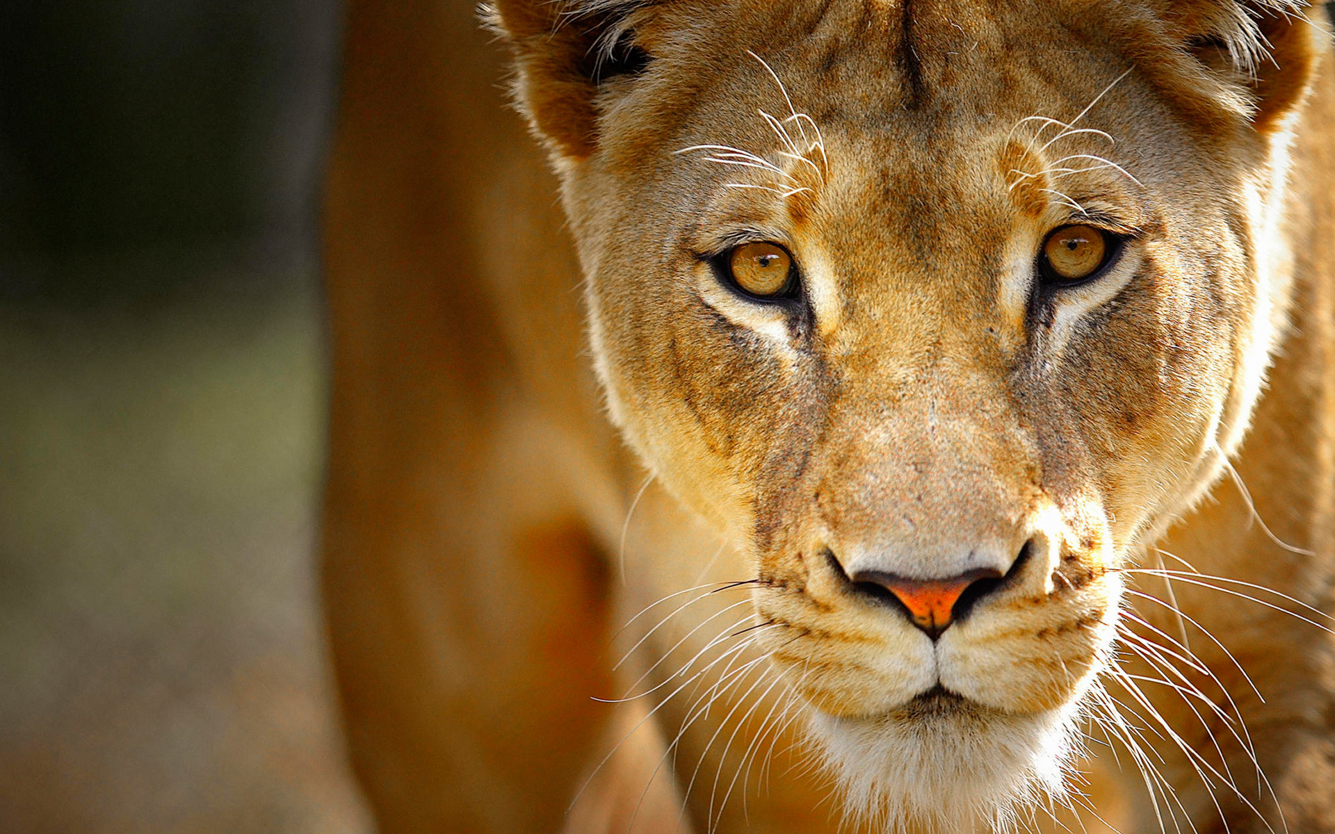 Free download wallpaper Close Up, Lion, Lioness, Animal on your PC desktop