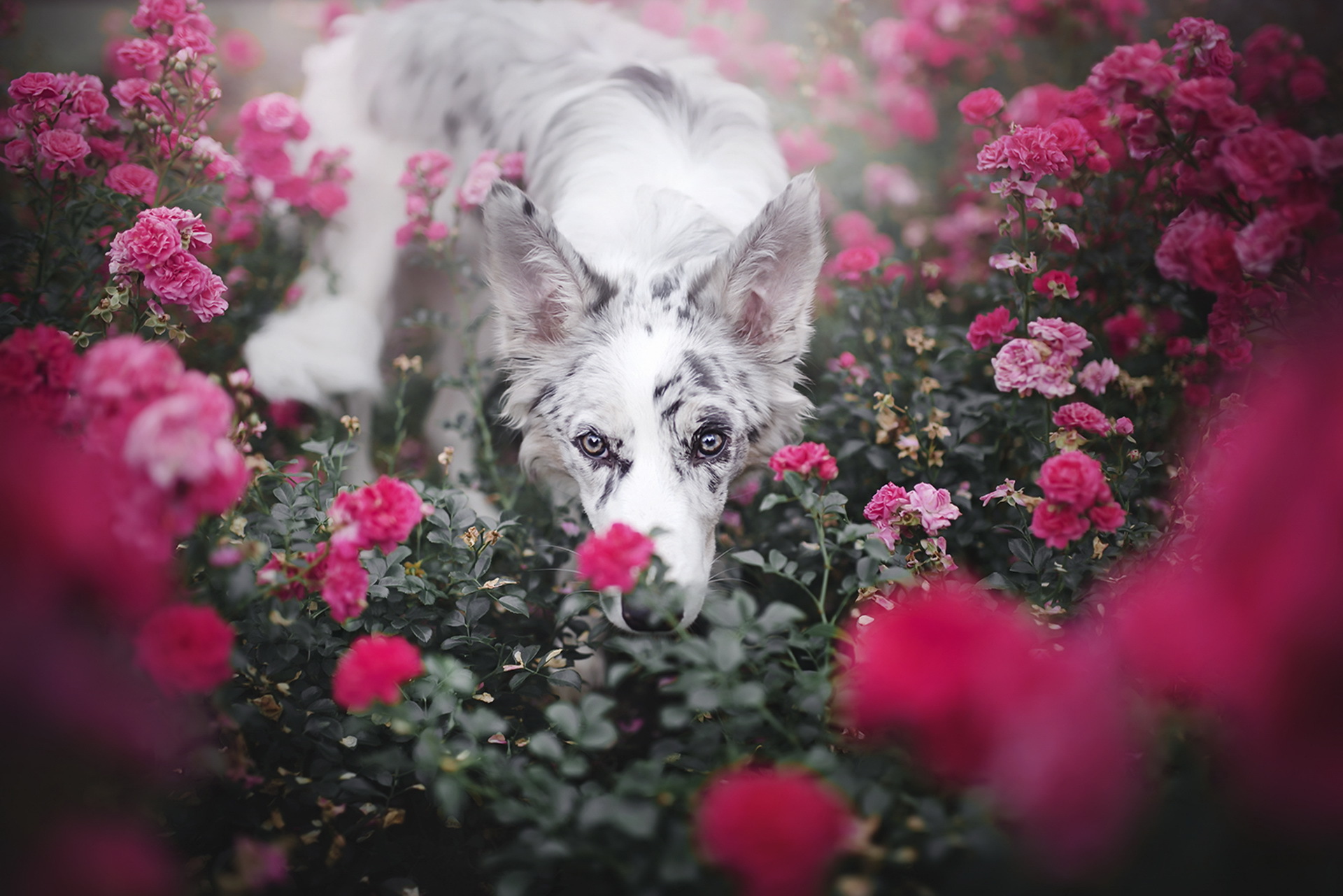 Download mobile wallpaper Dogs, Flower, Rose, Dog, Animal, Border Collie, Pink Flower, Rose Bush for free.