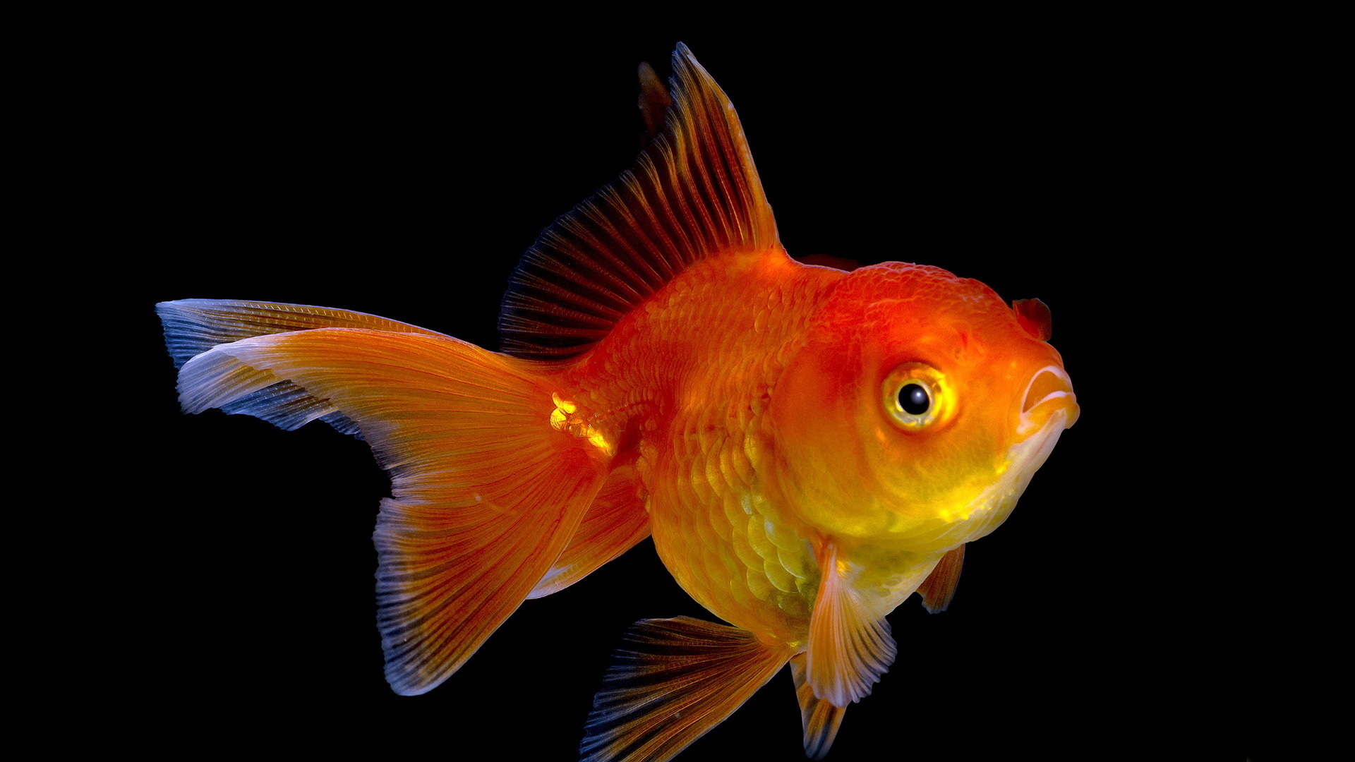 animal, goldfish