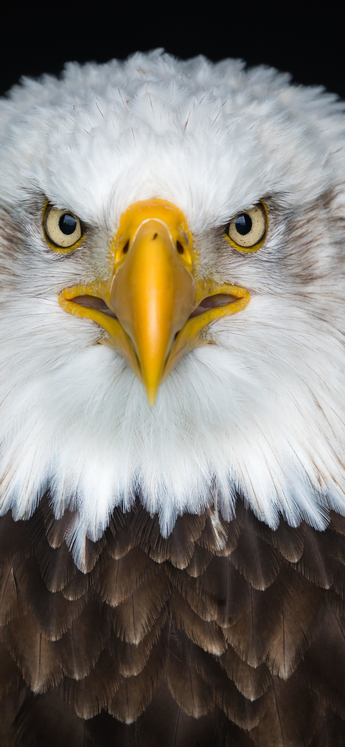 Download mobile wallpaper Birds, Bird, Animal, Eagle, Bald Eagle, Stare for free.