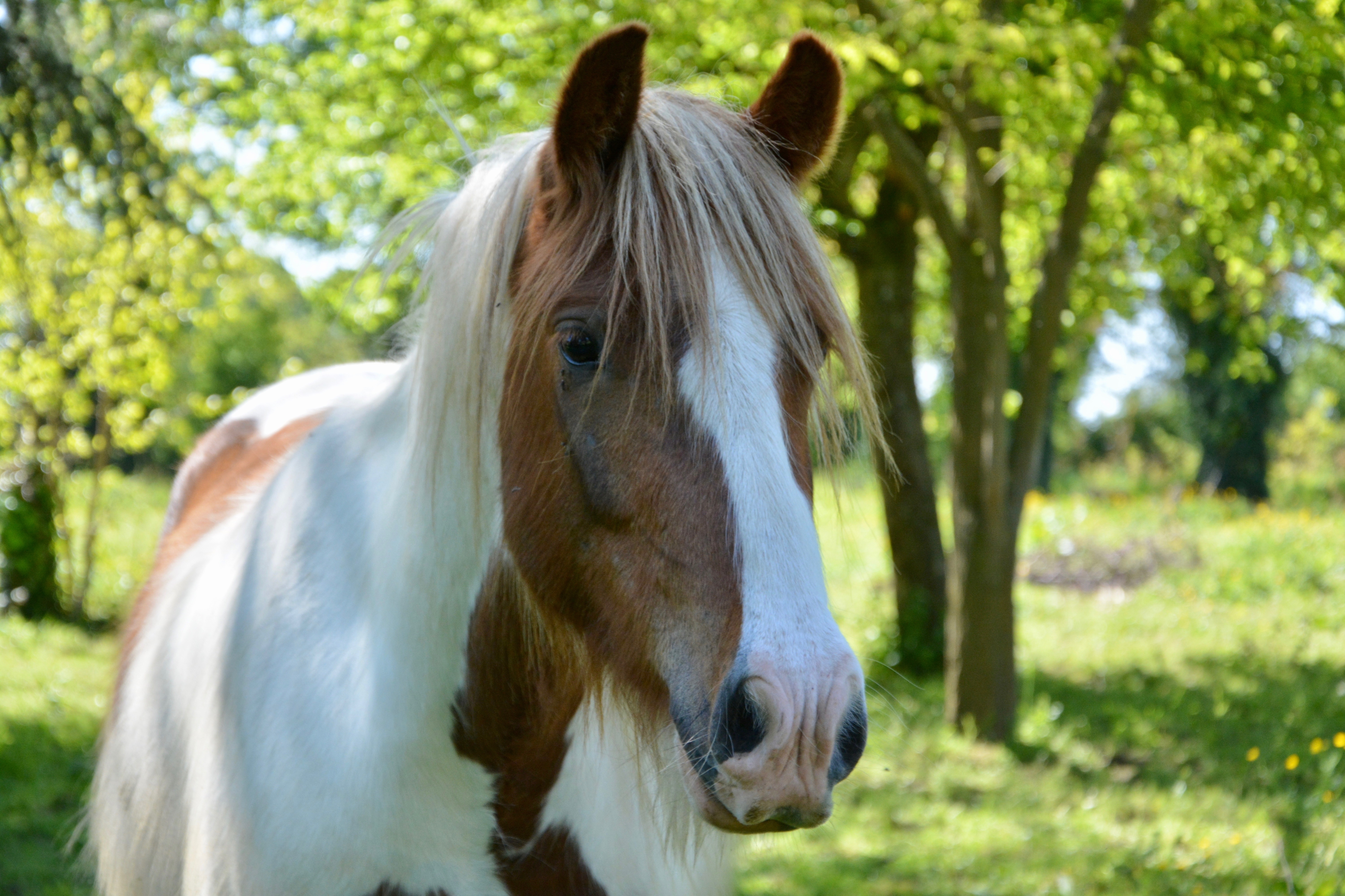 Free download wallpaper Animal, Horse, Depth Of Field on your PC desktop