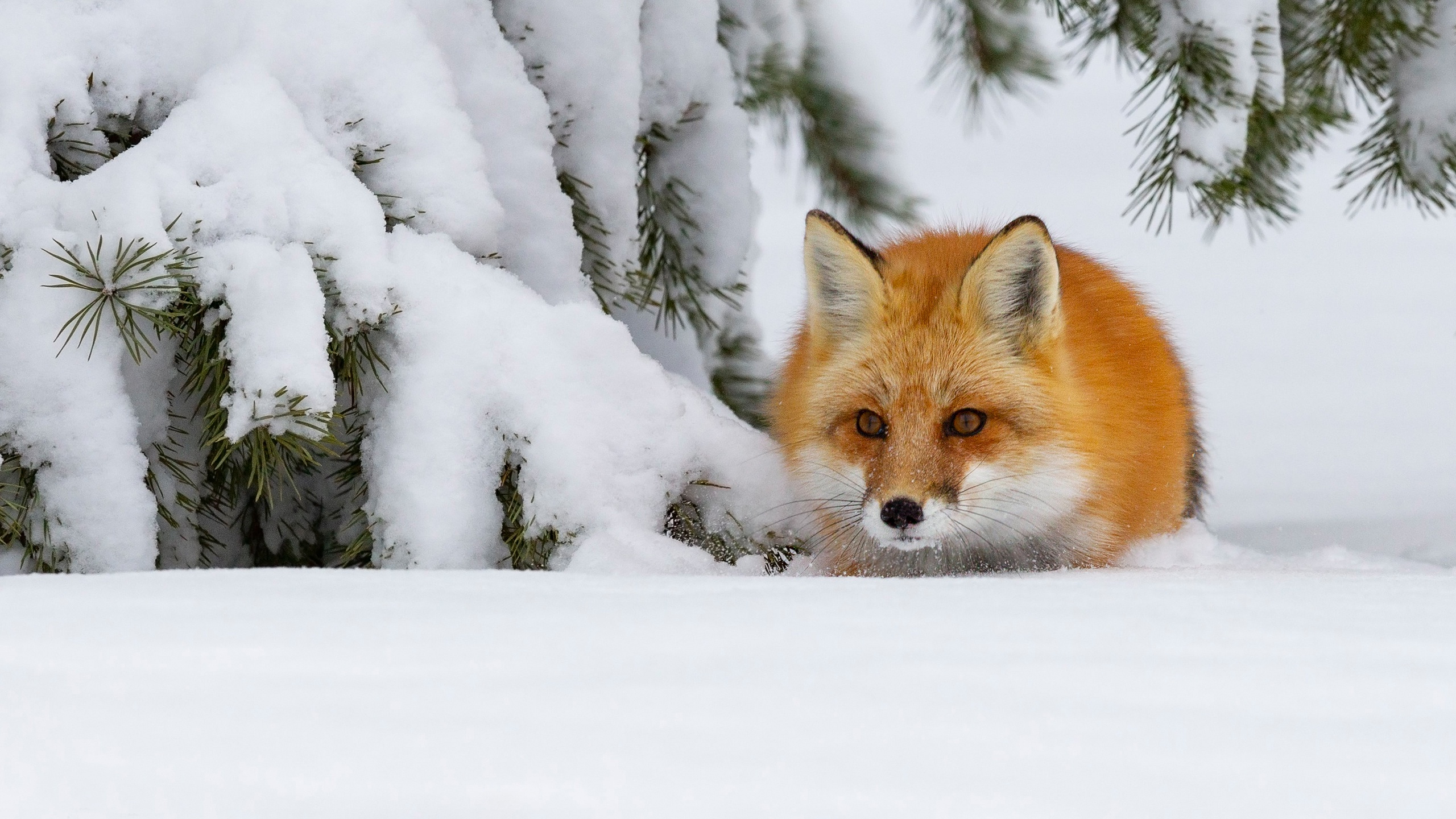 Handy-Wallpaper Tiere, Winter, Schnee, Fuchs kostenlos herunterladen.