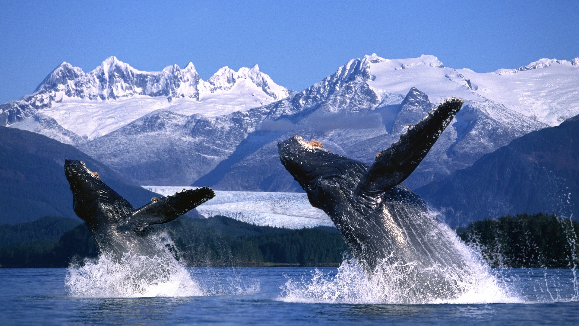 533532壁紙のダウンロードアラスカ, 動物, 鯨, 違反, 山, 雪-スクリーンセーバーと写真を無料で