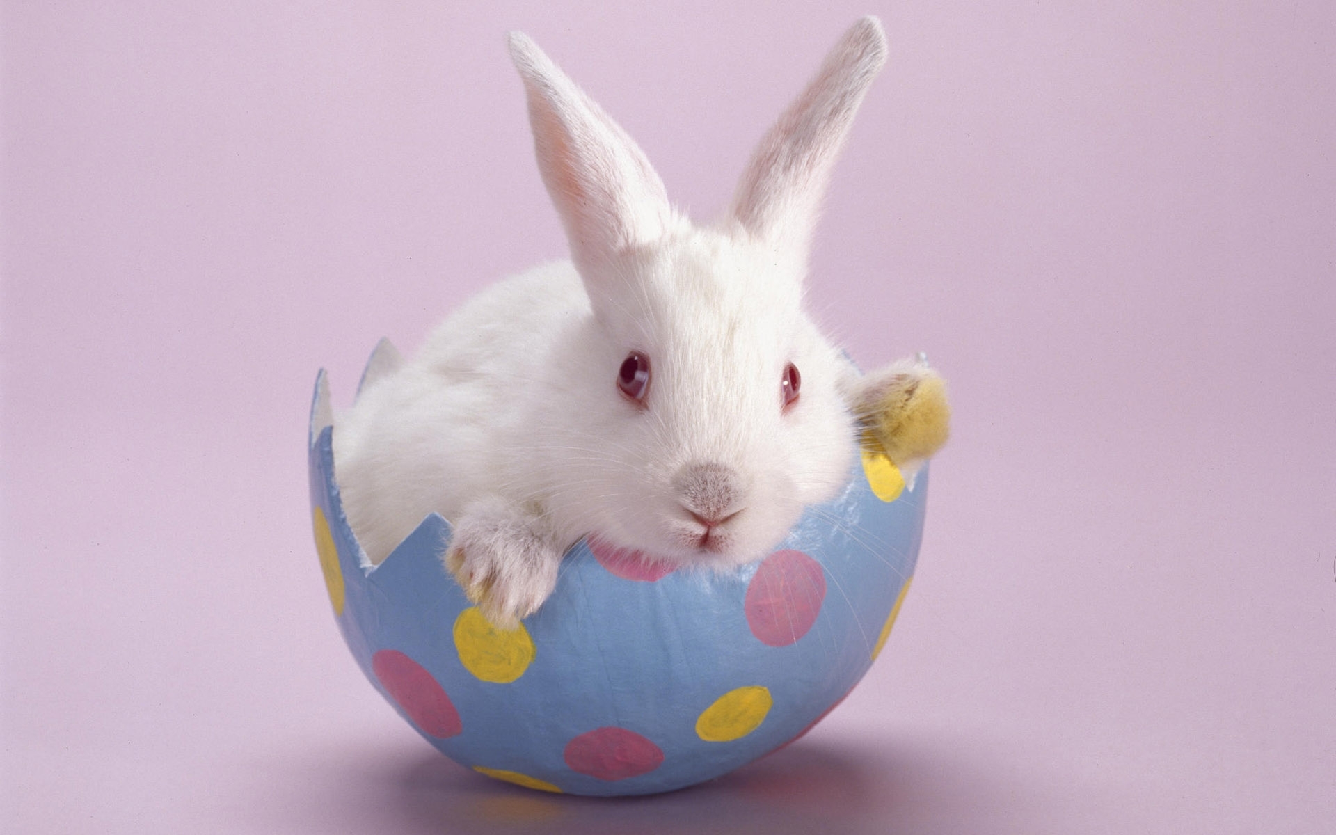 animals, rabbits HD for desktop 1080p