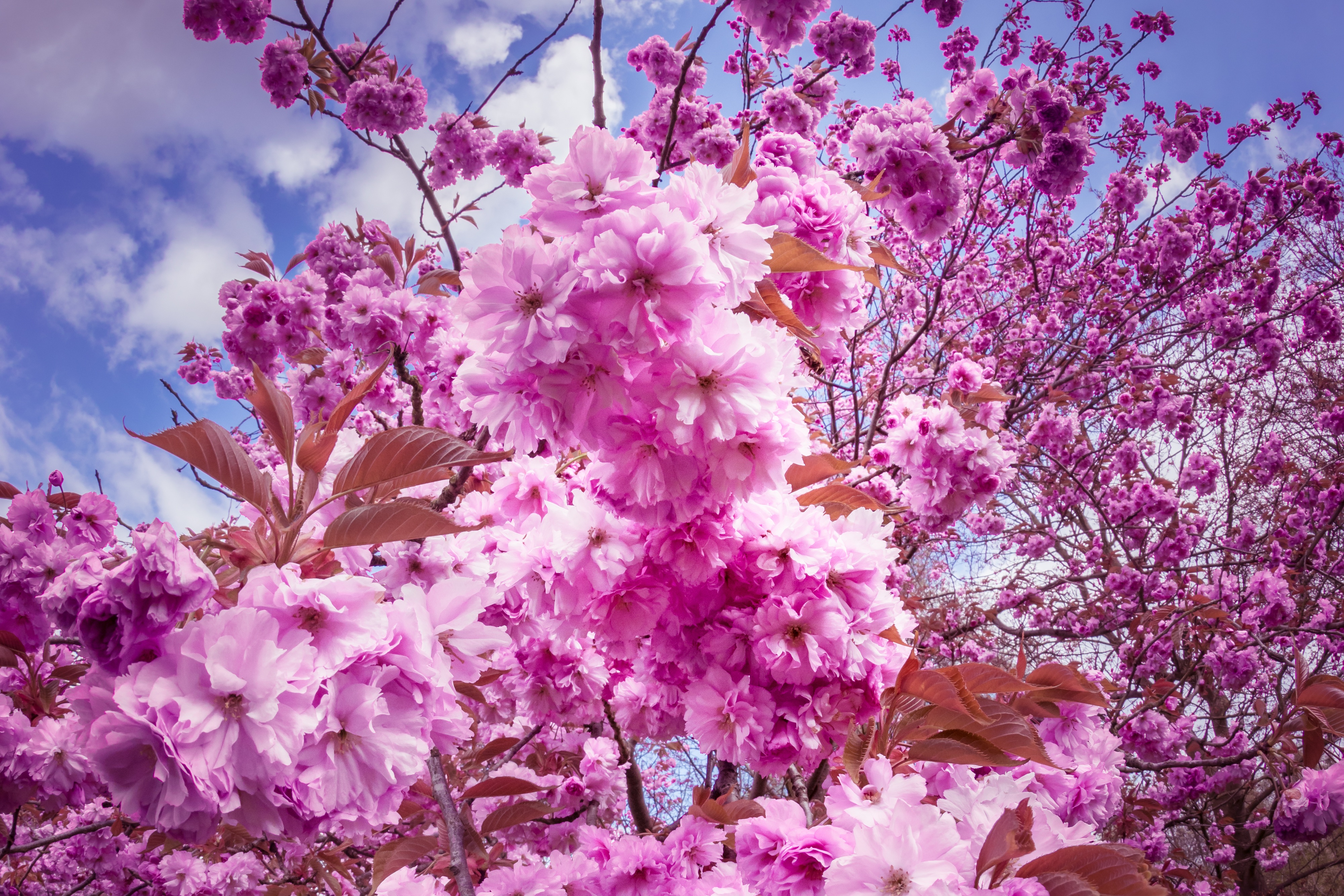 Descarga gratis la imagen Flores, Cereza, Sakura en el escritorio de tu PC