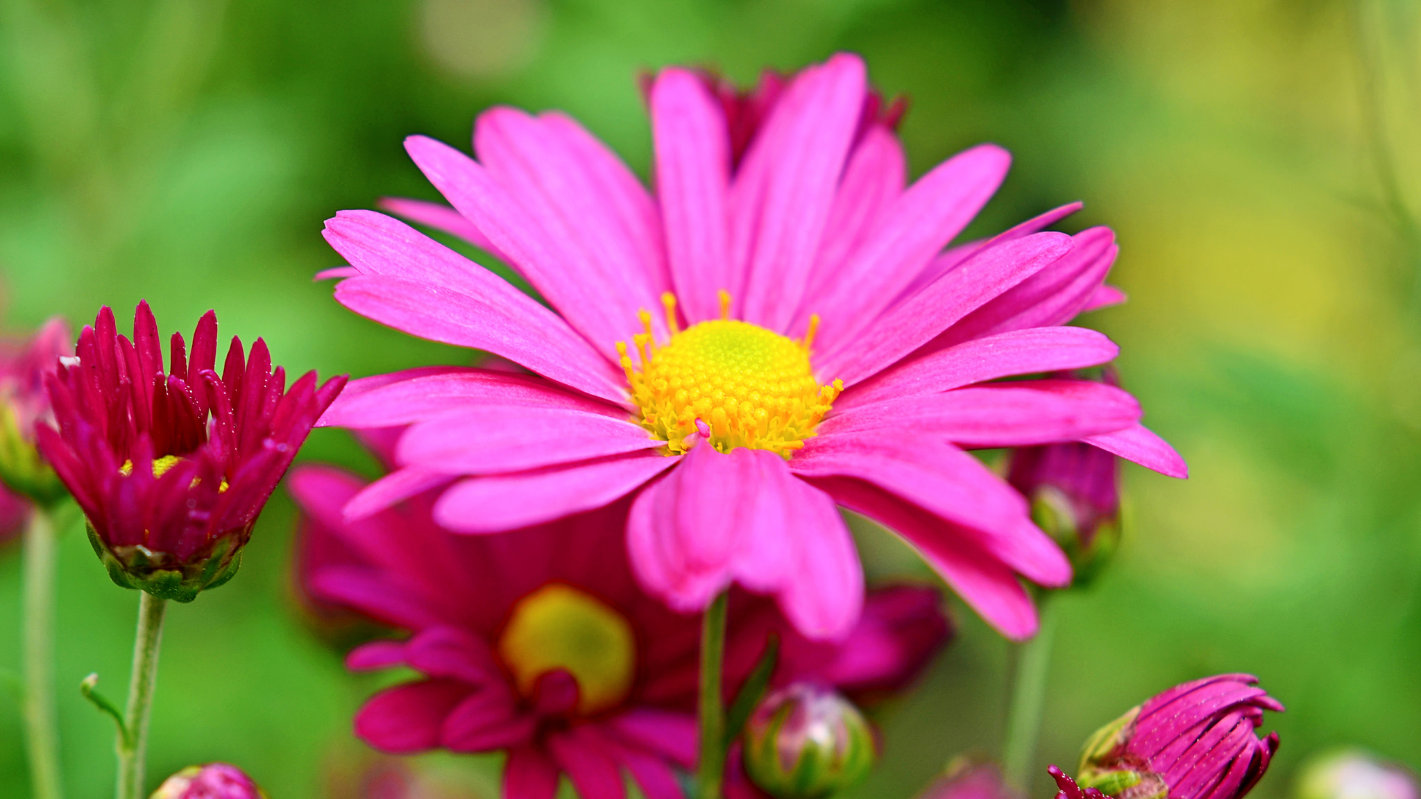 Handy-Wallpaper Nahansicht, Blumen, Blume, Erde/natur kostenlos herunterladen.