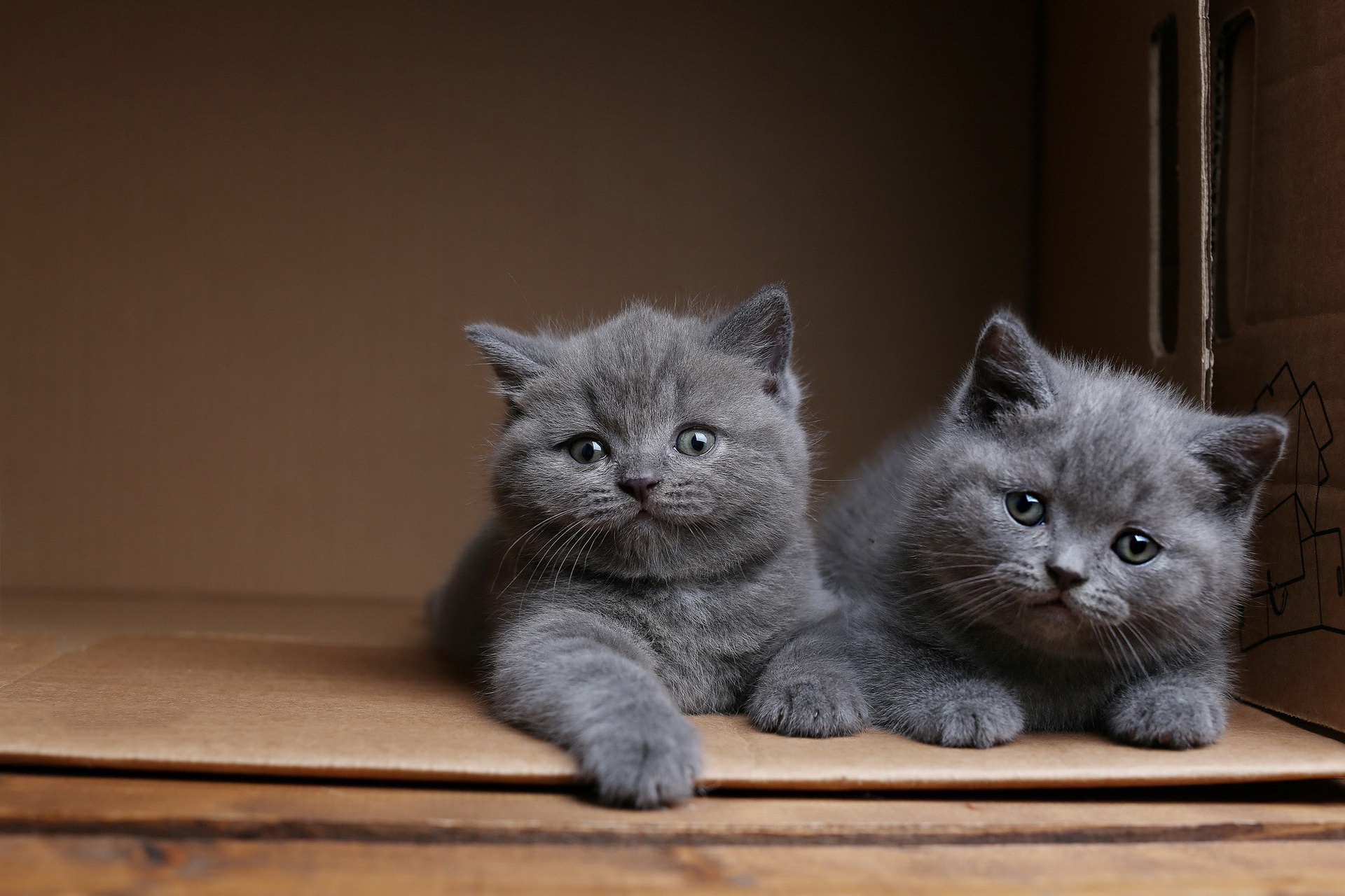 無料モバイル壁紙動物, ネコ, 猫, 子猫, 赤ちゃん動物をダウンロードします。