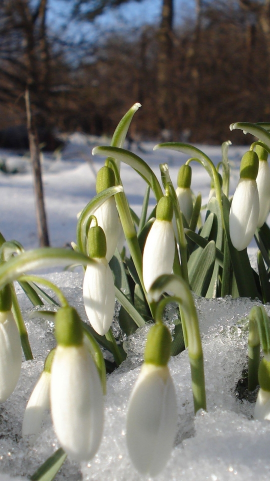 Download mobile wallpaper Flowers, Flower, Earth, Snowdrop for free.