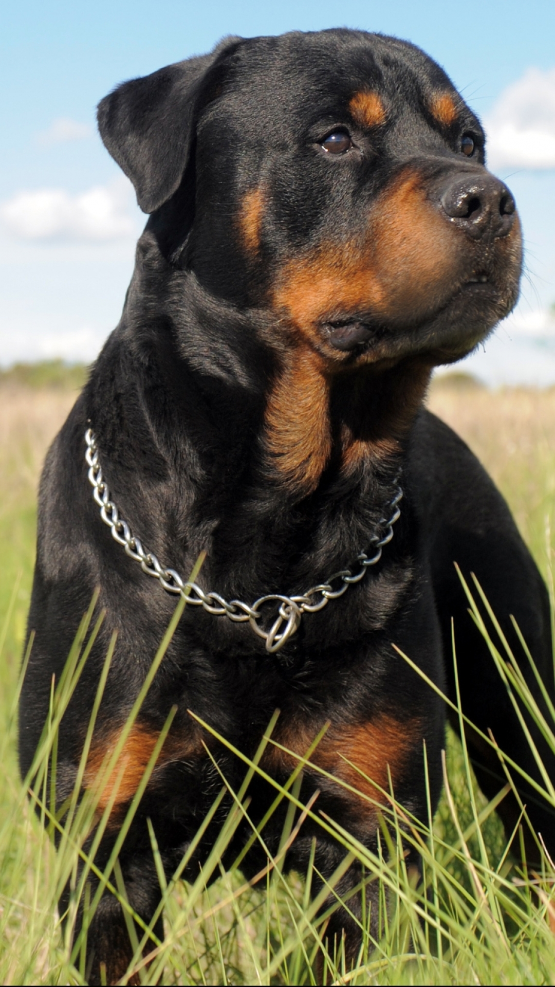 Download mobile wallpaper Rottweiler, Dogs, Animal for free.