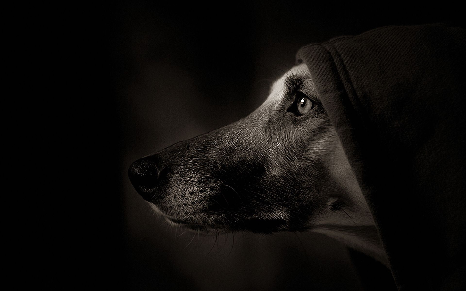 Download mobile wallpaper Profile, Muzzle, Dog, Shadow, Eyes, Hood, Dark for free.