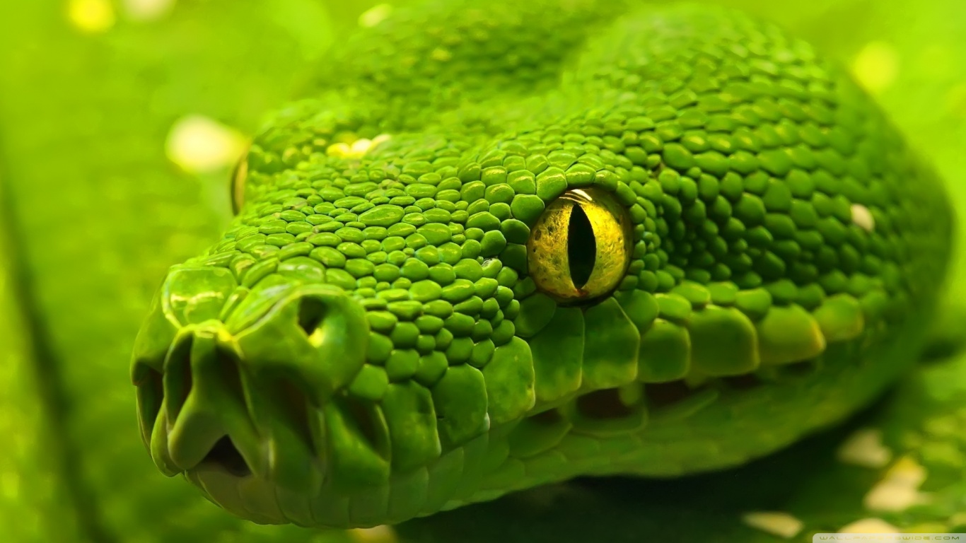 Free download wallpaper Animal, Snake on your PC desktop