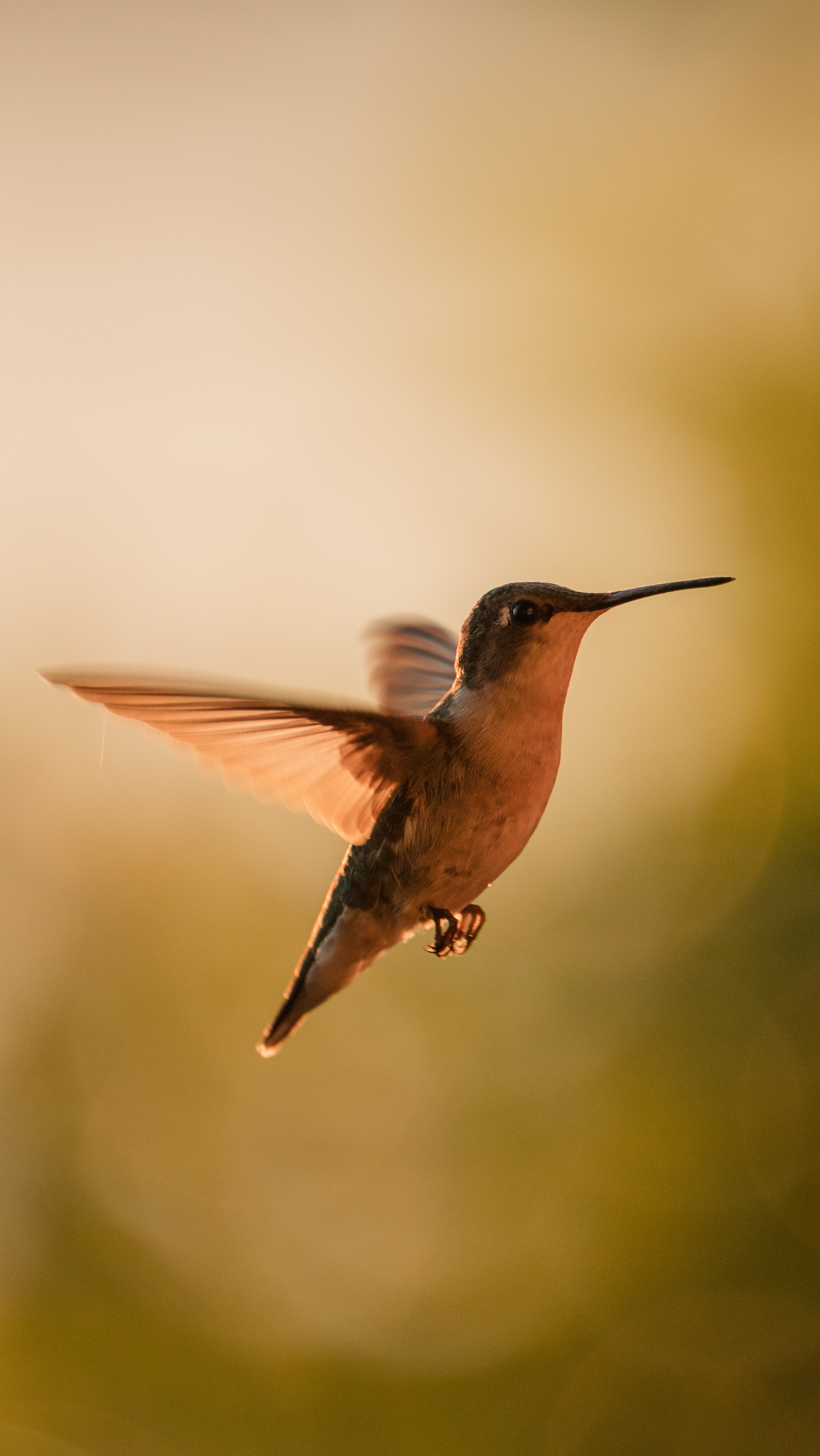 bird, humming birds, animals, beak, traffic, movement, wings Image for desktop
