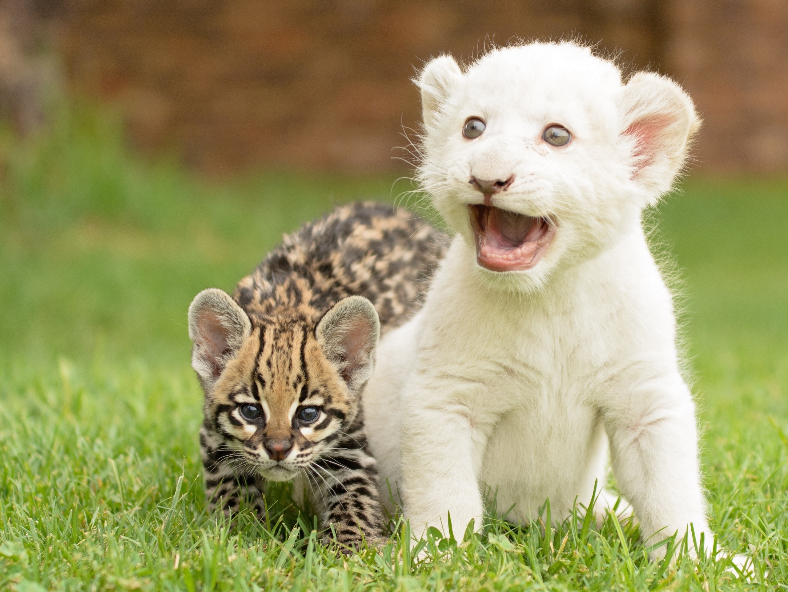 animals, wild cat, wildcat, cubs, kittens, lion cub