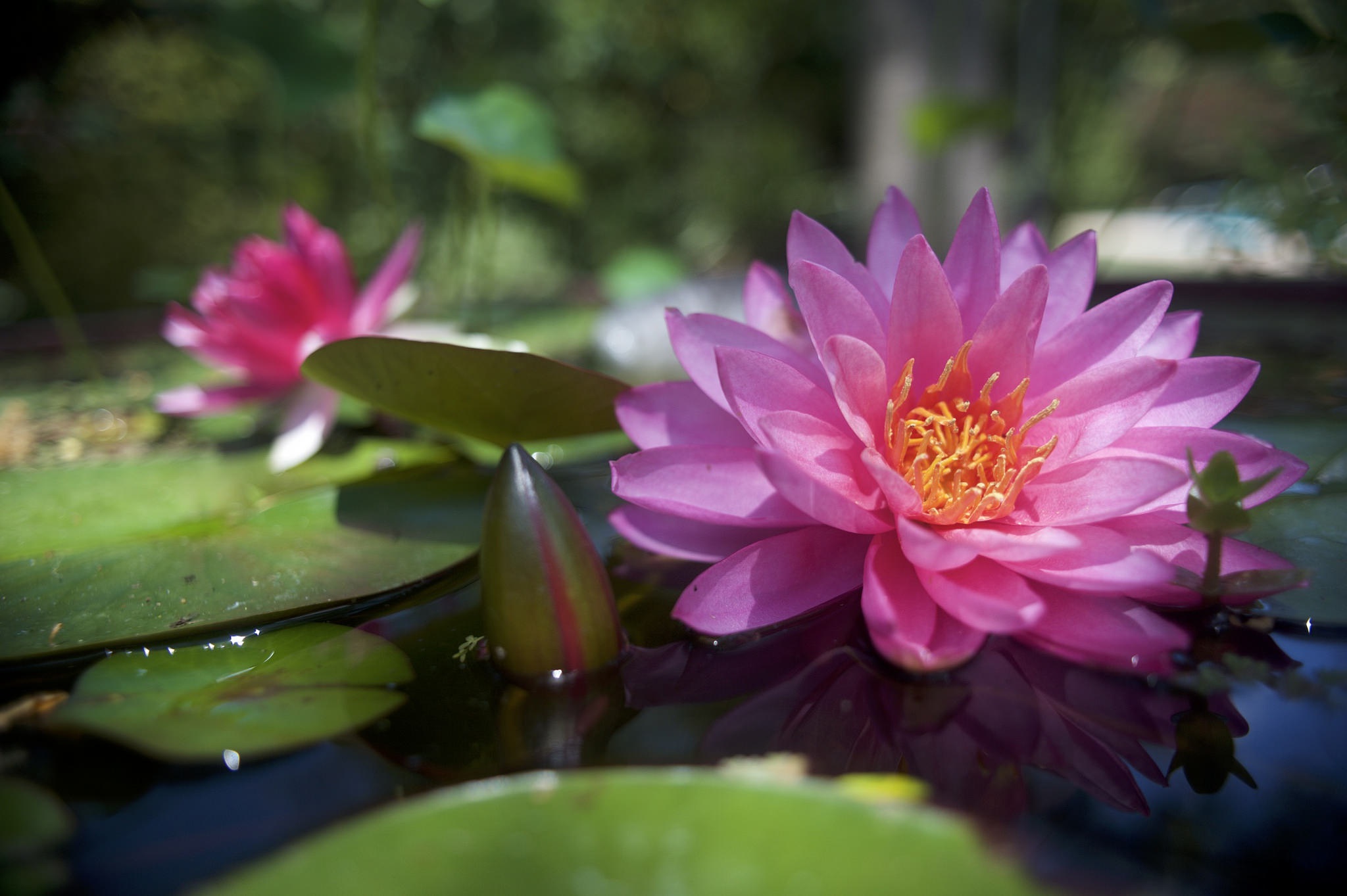 Download mobile wallpaper Nature, Flowers, Water, Flower, Earth, Water Lily, Pink Flower for free.