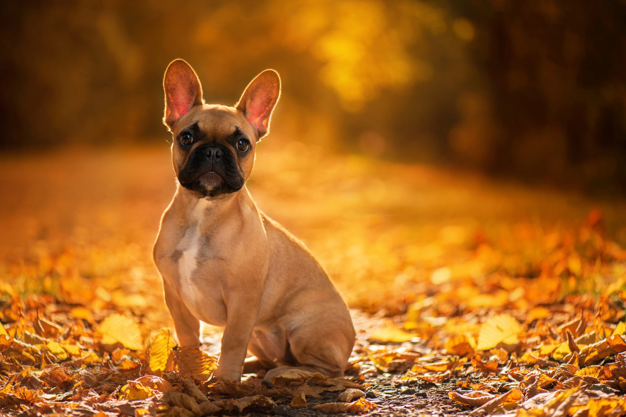 Download mobile wallpaper Dogs, Animal, French Bulldog for free.