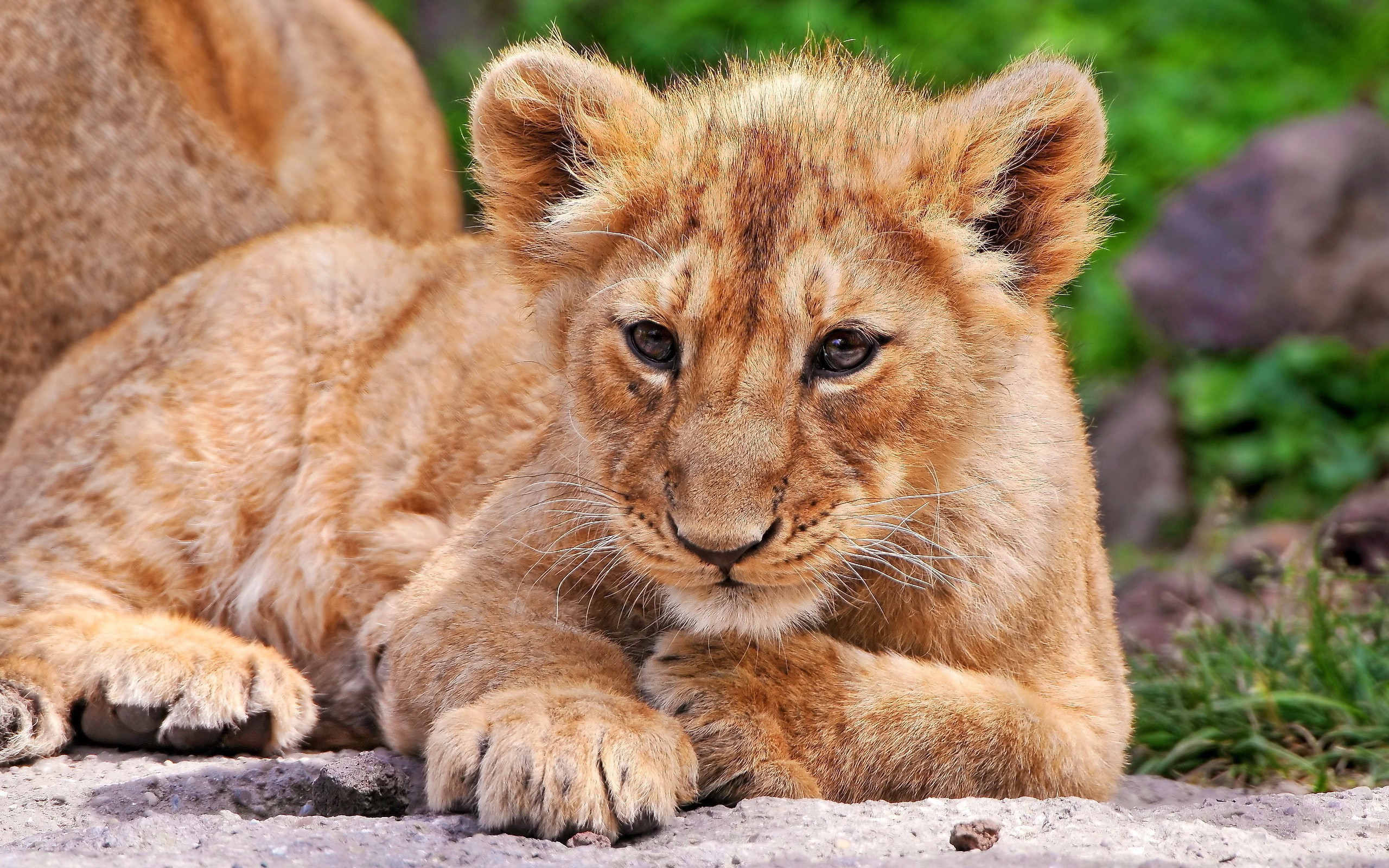 Téléchargez des papiers peints mobile Animaux, Chats, Lion gratuitement.