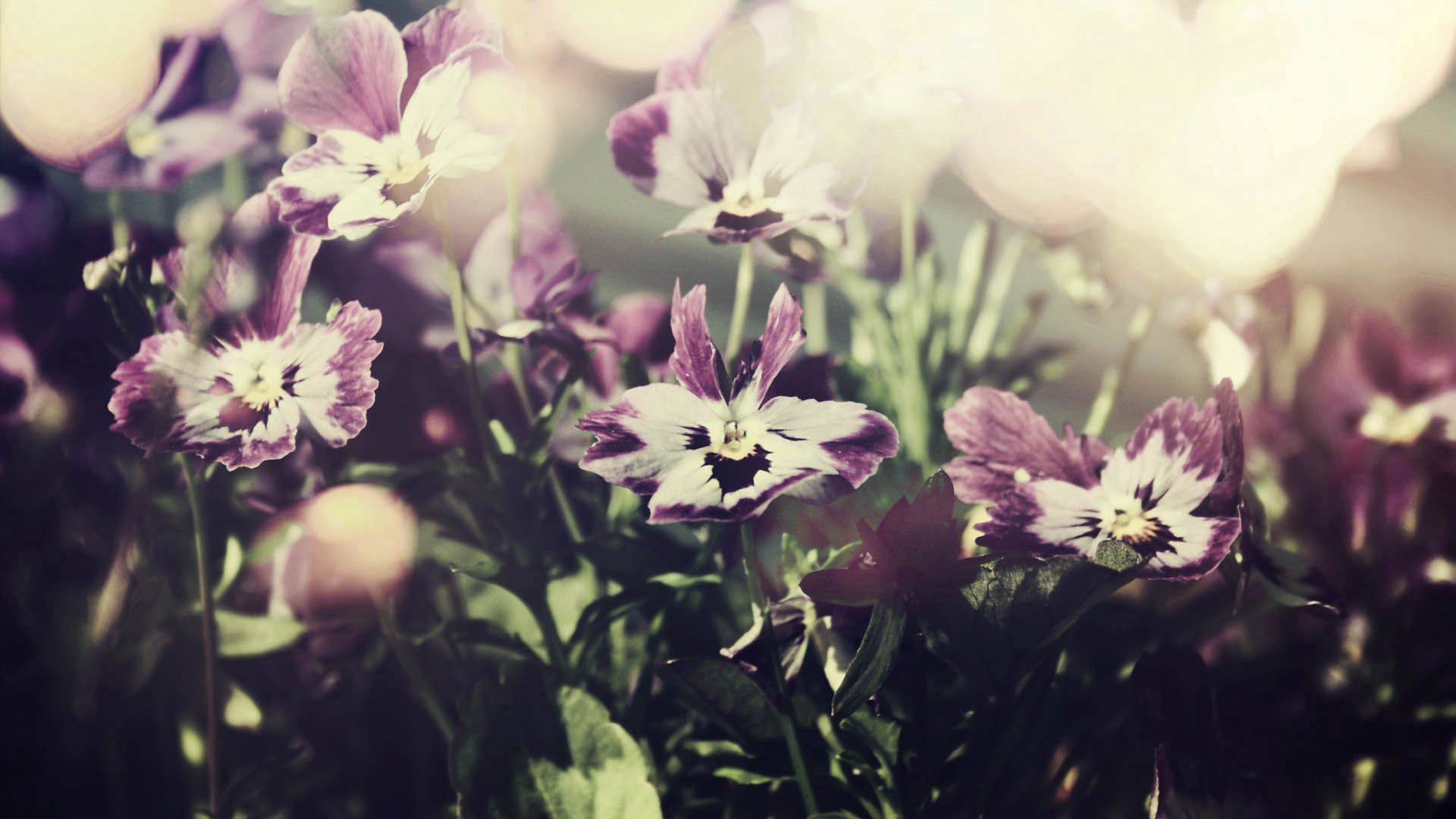 Descarga gratis la imagen Flores, Florecer, Floración, Rayas, Rayado, Planta en el escritorio de tu PC