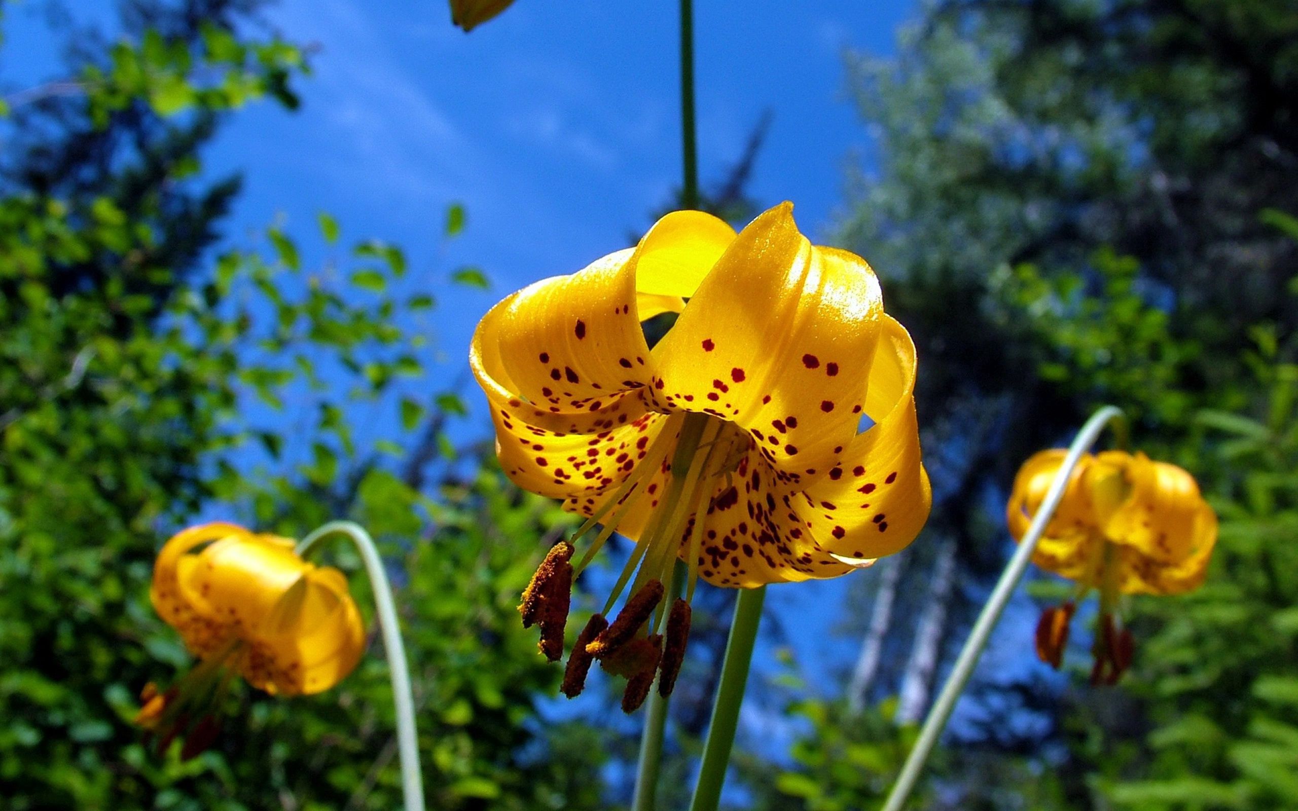 Laden Sie das Natur, Gefleckt, Fleckig, Lilie, Lily, Blume-Bild kostenlos auf Ihren PC-Desktop herunter