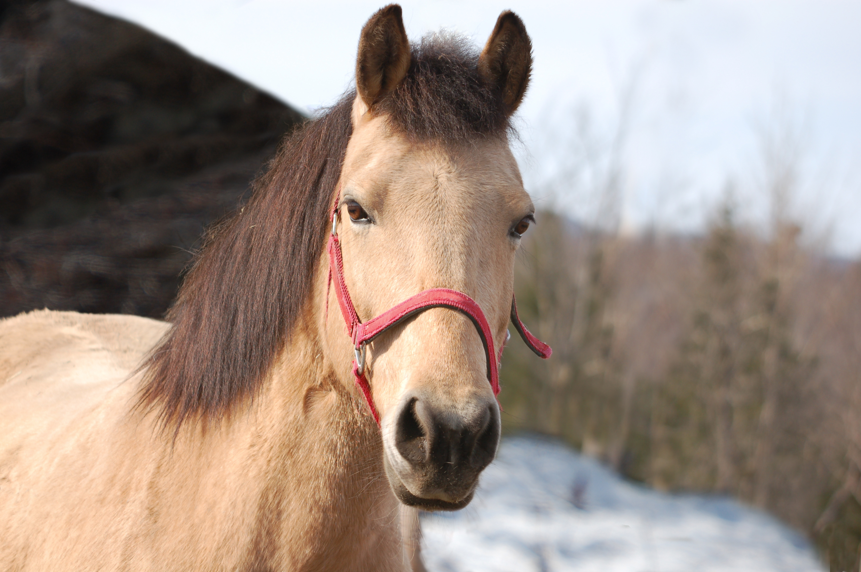 Descarga gratuita de fondo de pantalla para móvil de Animales, Caballo.