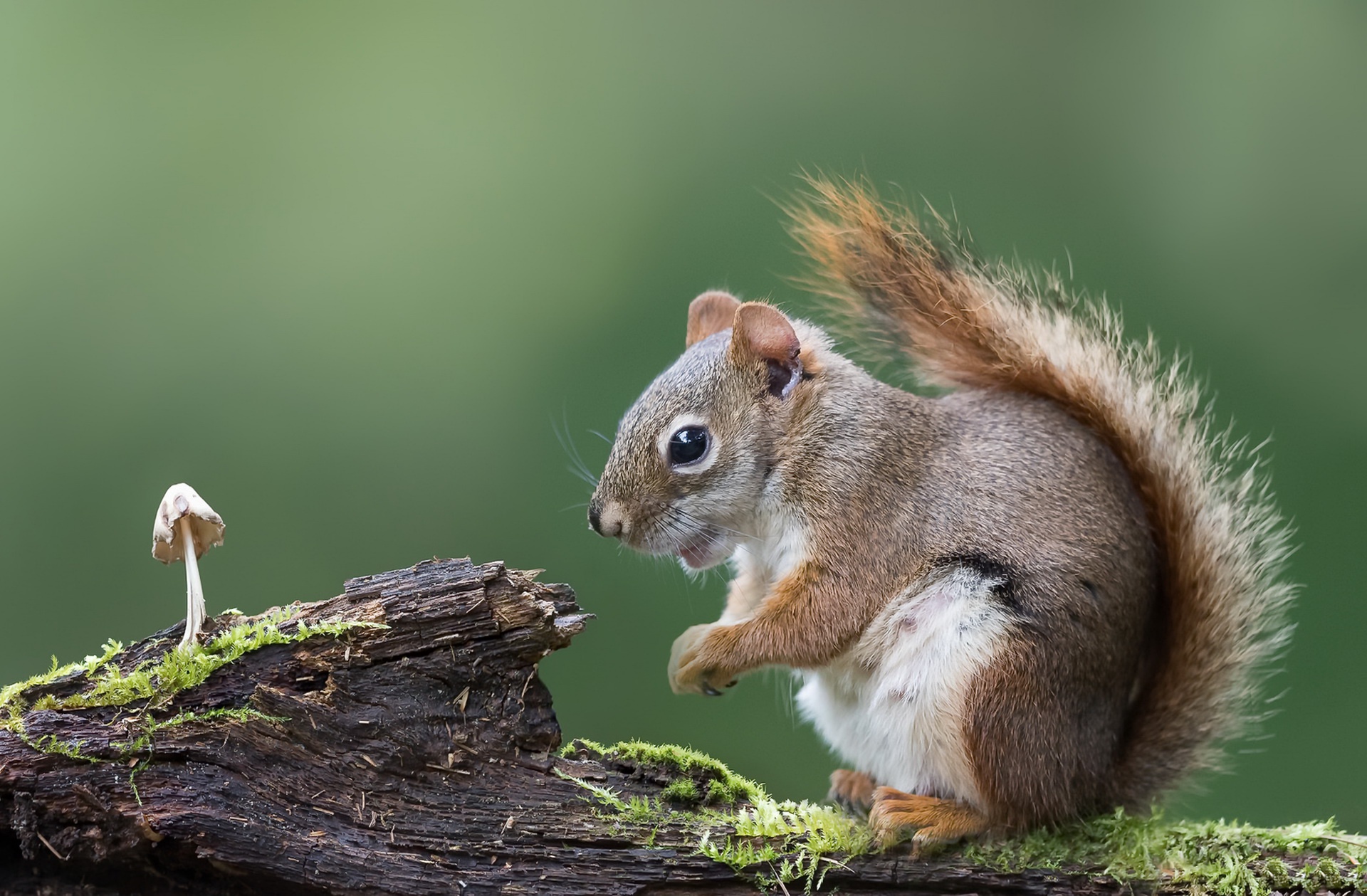Free download wallpaper Squirrel, Close Up, Animal, Mushroom, Rodent on your PC desktop