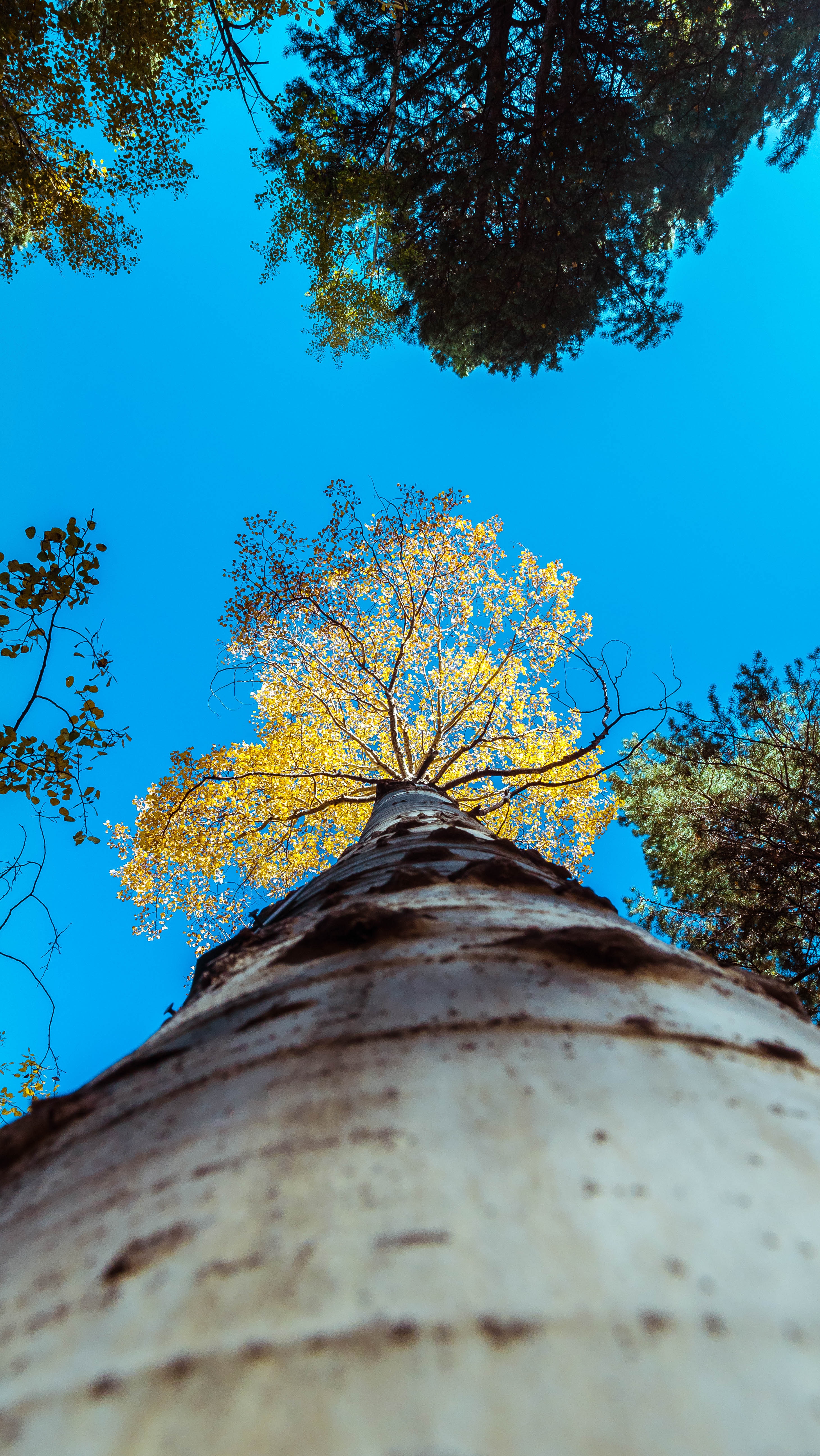bottom view, nature, sky, wood, tree, branches, trunk