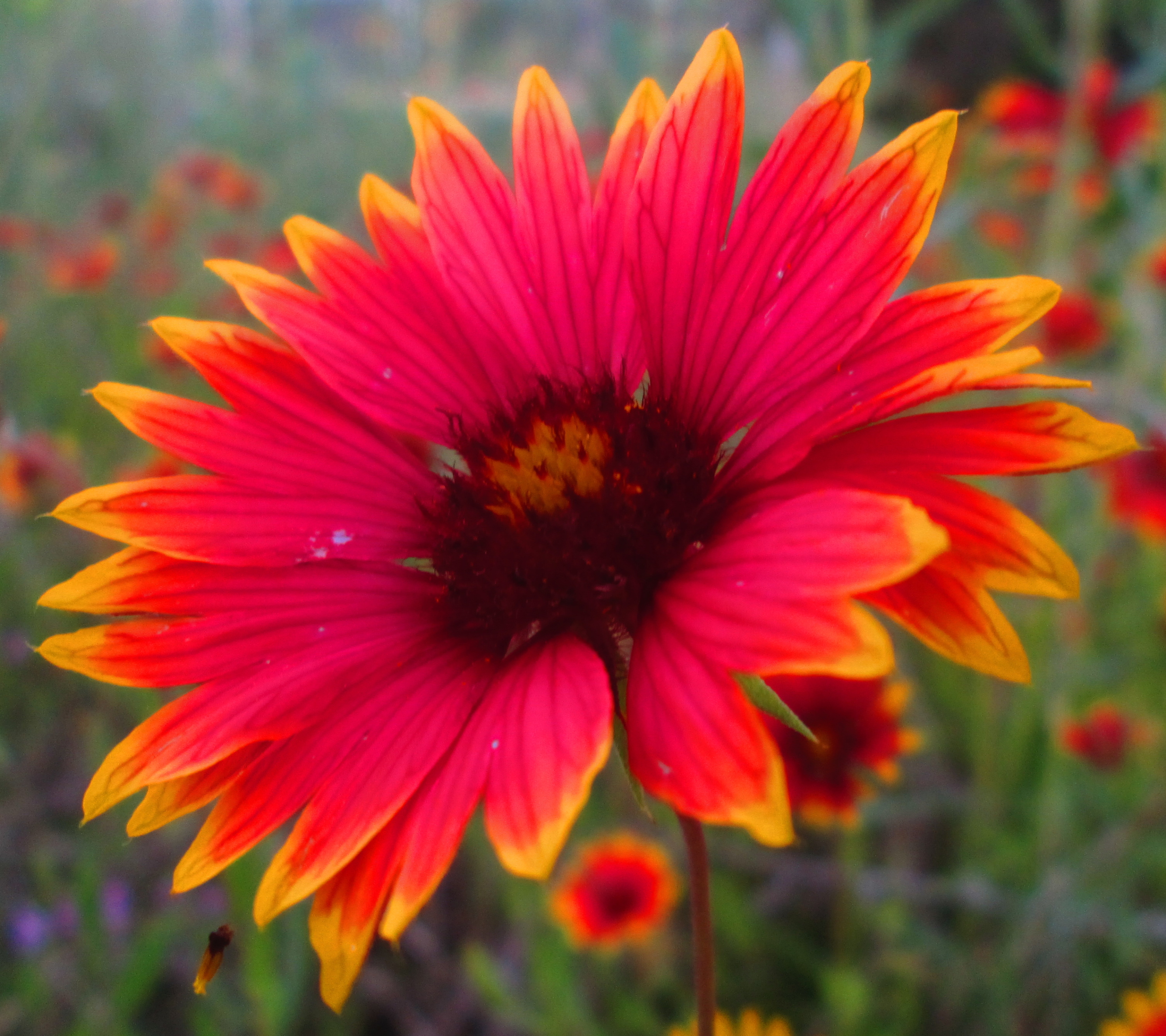 Descarga gratis la imagen Flores, Flor, Girasol, Tierra/naturaleza, Grandiflora en el escritorio de tu PC