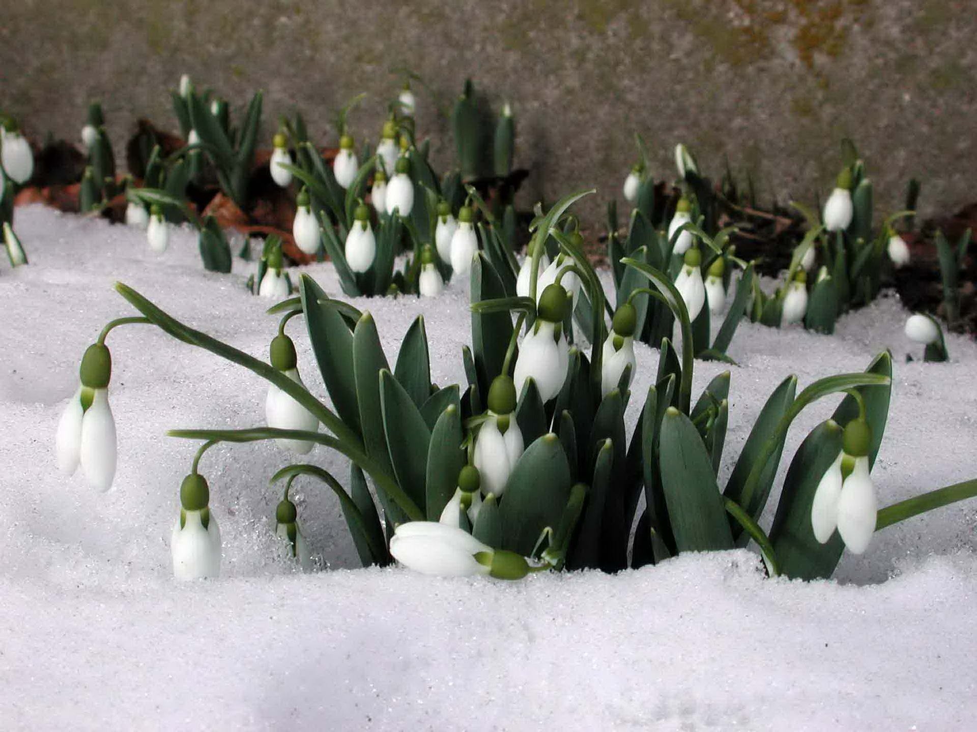 Download mobile wallpaper Snow, Snowdrops, Flowers, Spring, Plants for free.