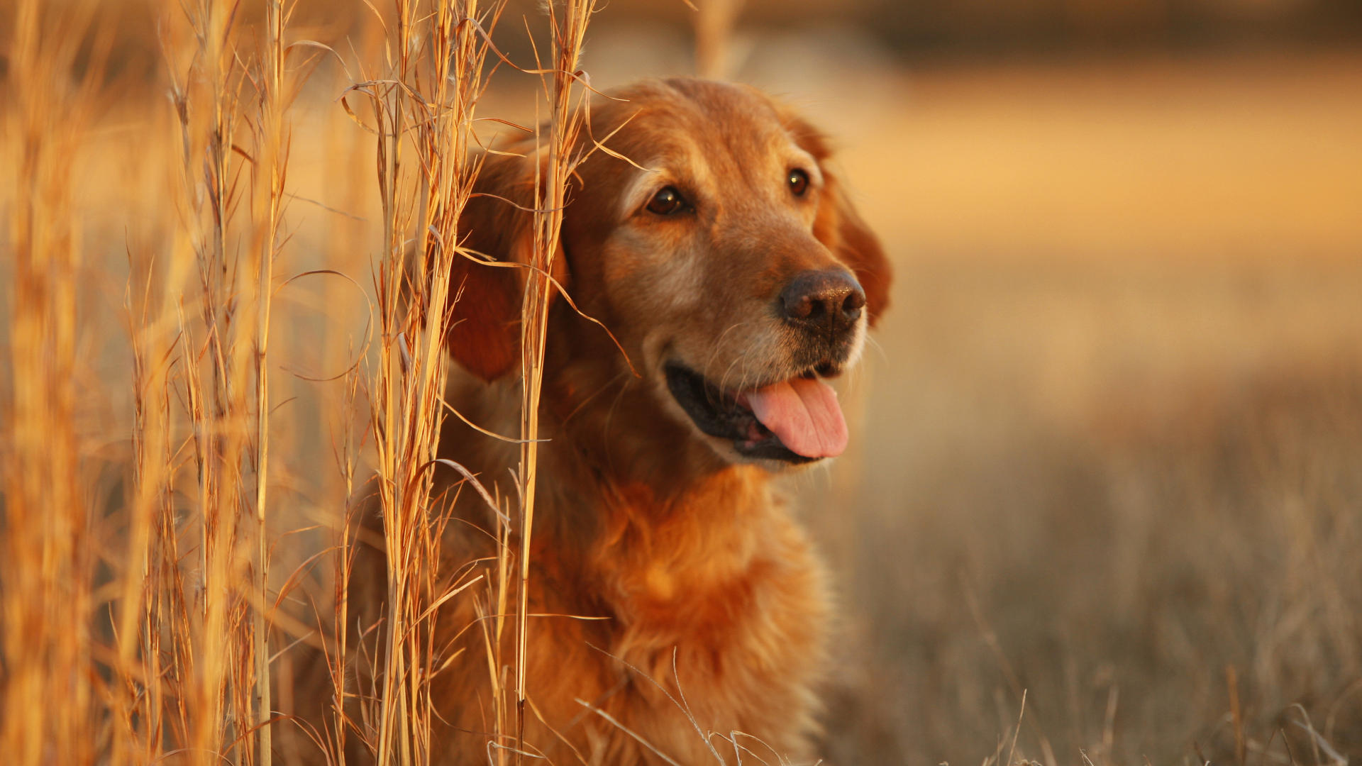 Baixar papel de parede para celular de Animais, Cães, Cão gratuito.