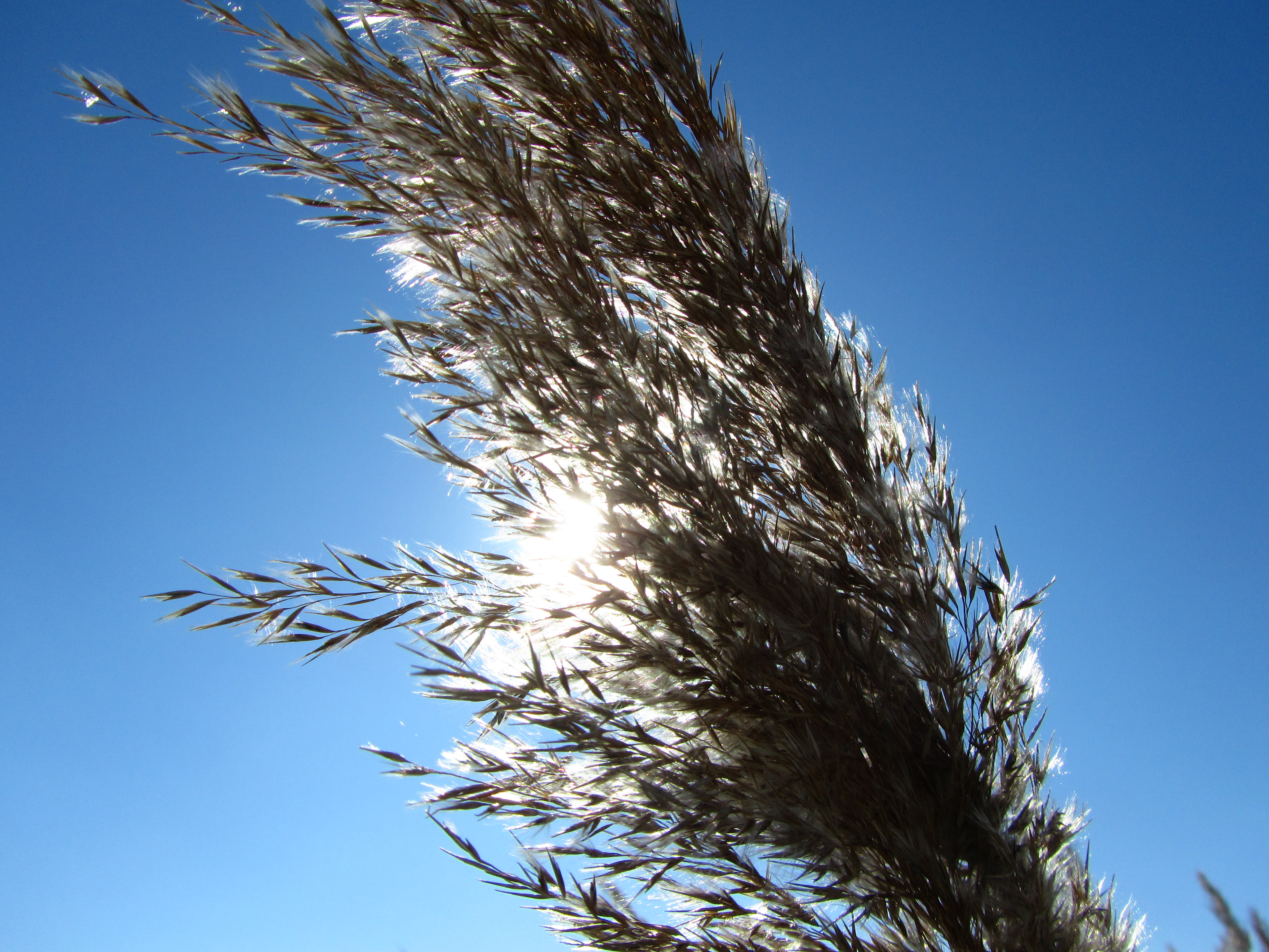 Laden Sie das Sonnenstrahl, Erde/natur-Bild kostenlos auf Ihren PC-Desktop herunter