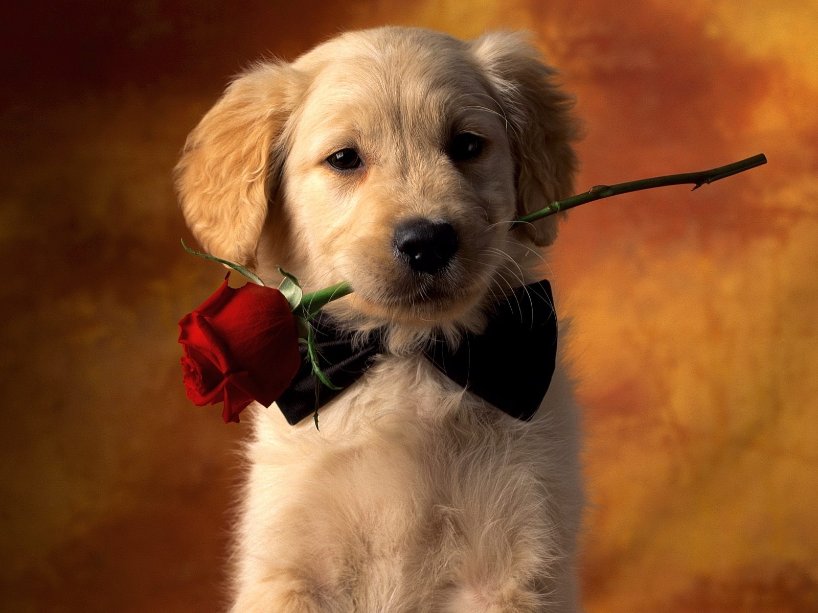 android dogs, animals, roses, postcards, orange