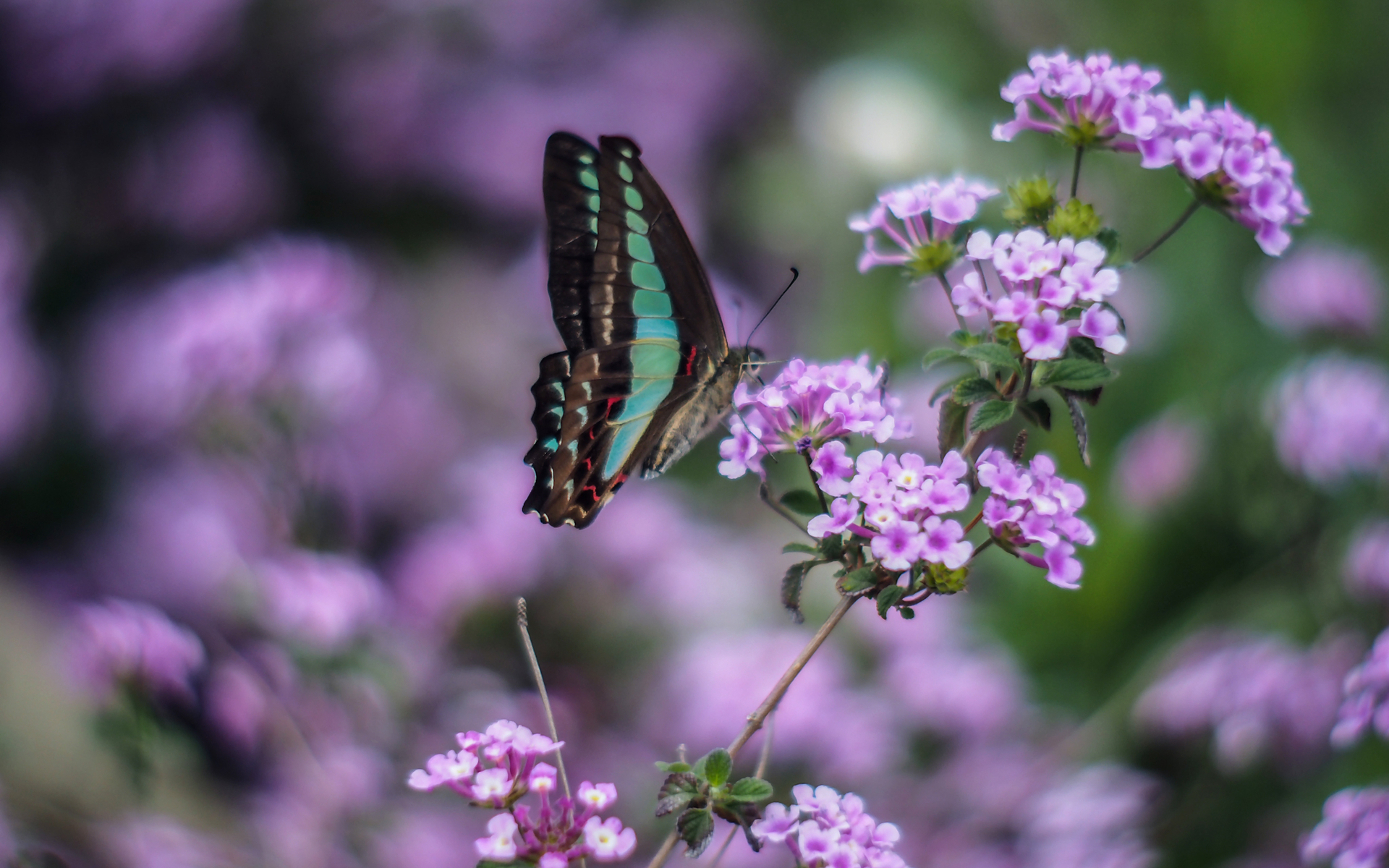 Free download wallpaper Nature, Flower, Macro, Butterfly, Animal on your PC desktop