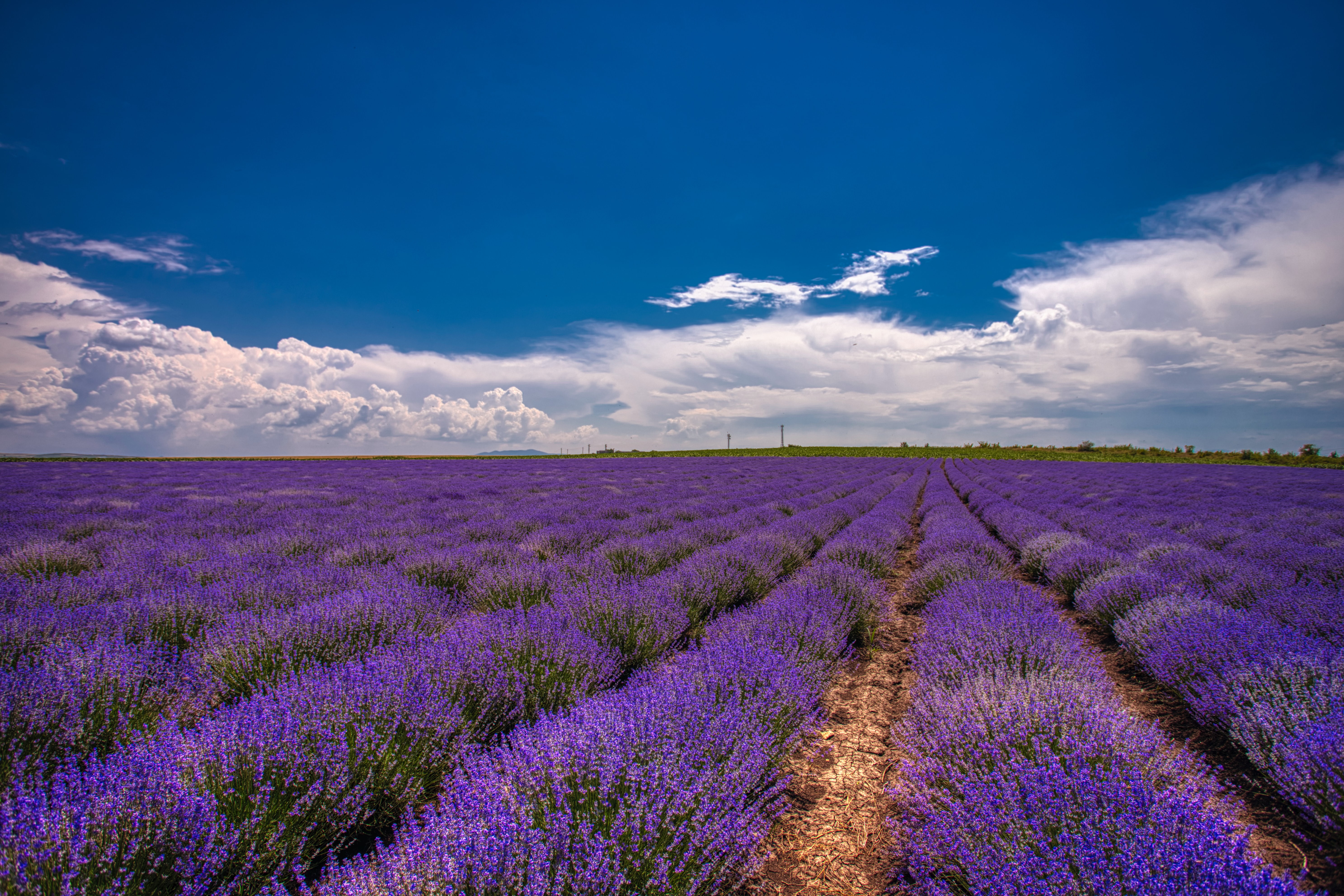 Baixar papel de parede para celular de Flores, Flor, Campo, Lavanda, Terra/natureza gratuito.