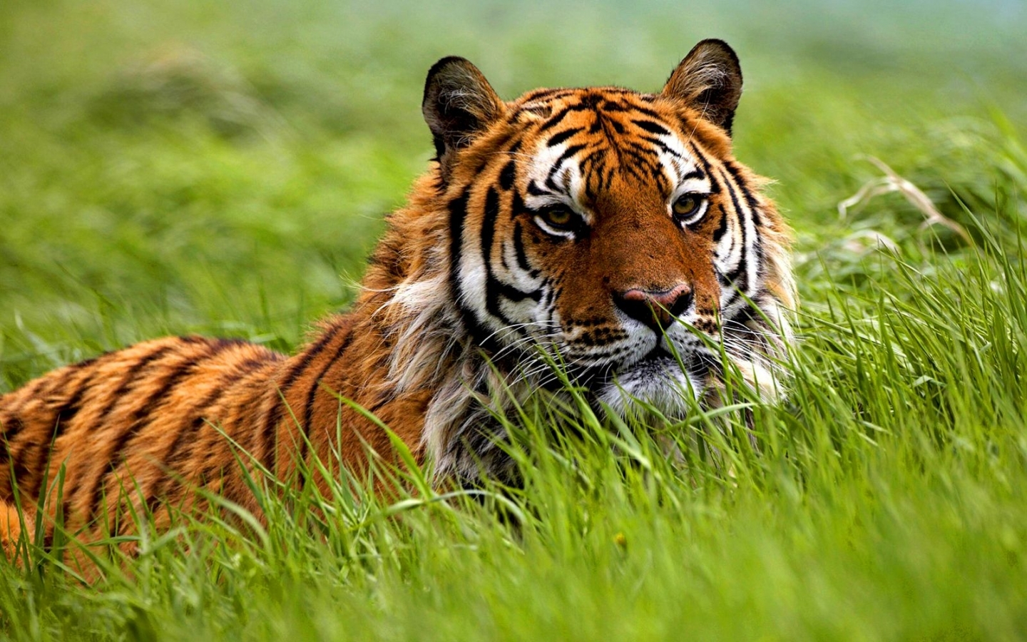 45360 Bild herunterladen tiere, tigers - Hintergrundbilder und Bildschirmschoner kostenlos