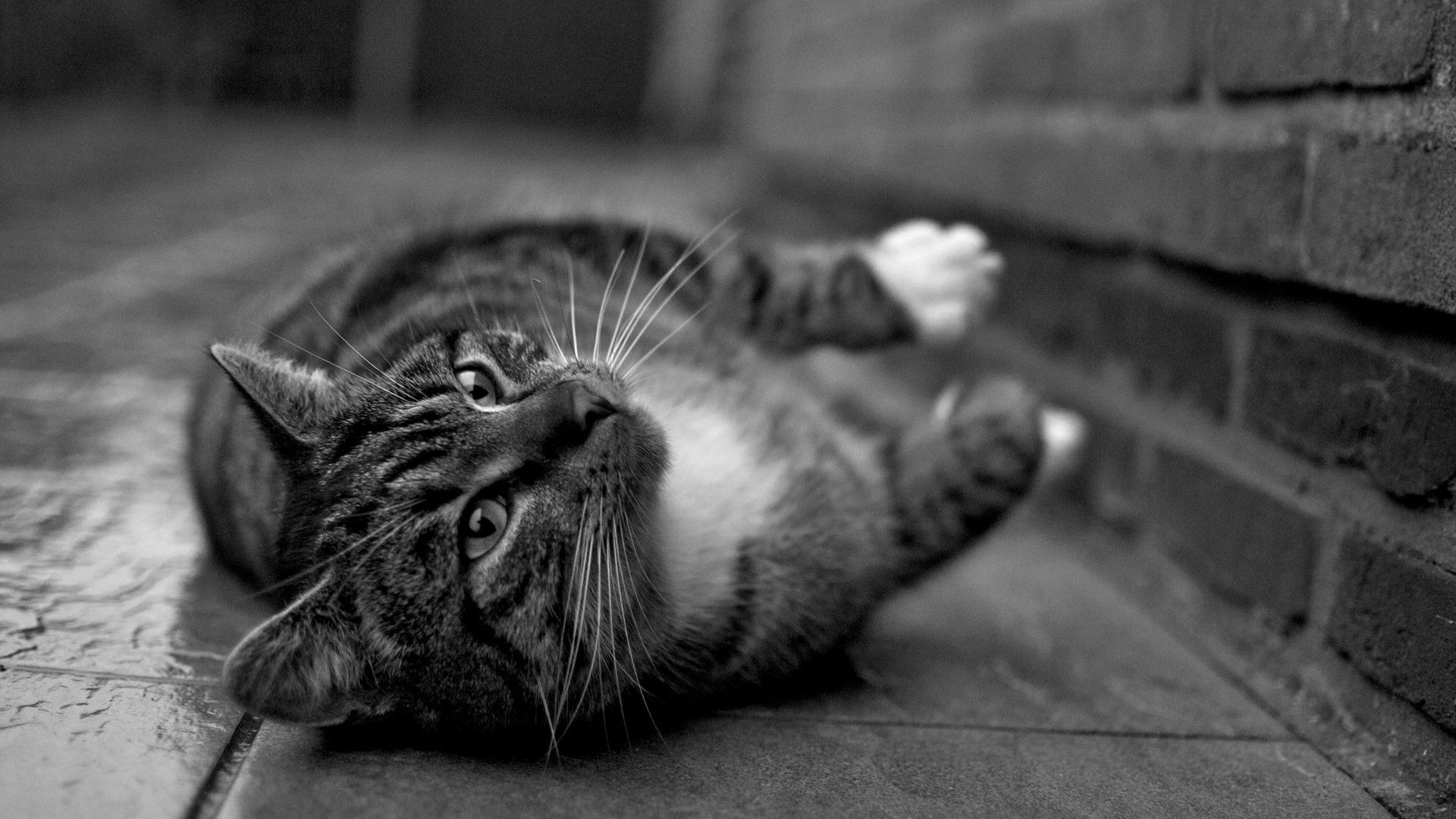 Download mobile wallpaper Paws, Striped, Chb, Animals, Cat, Bw for free.