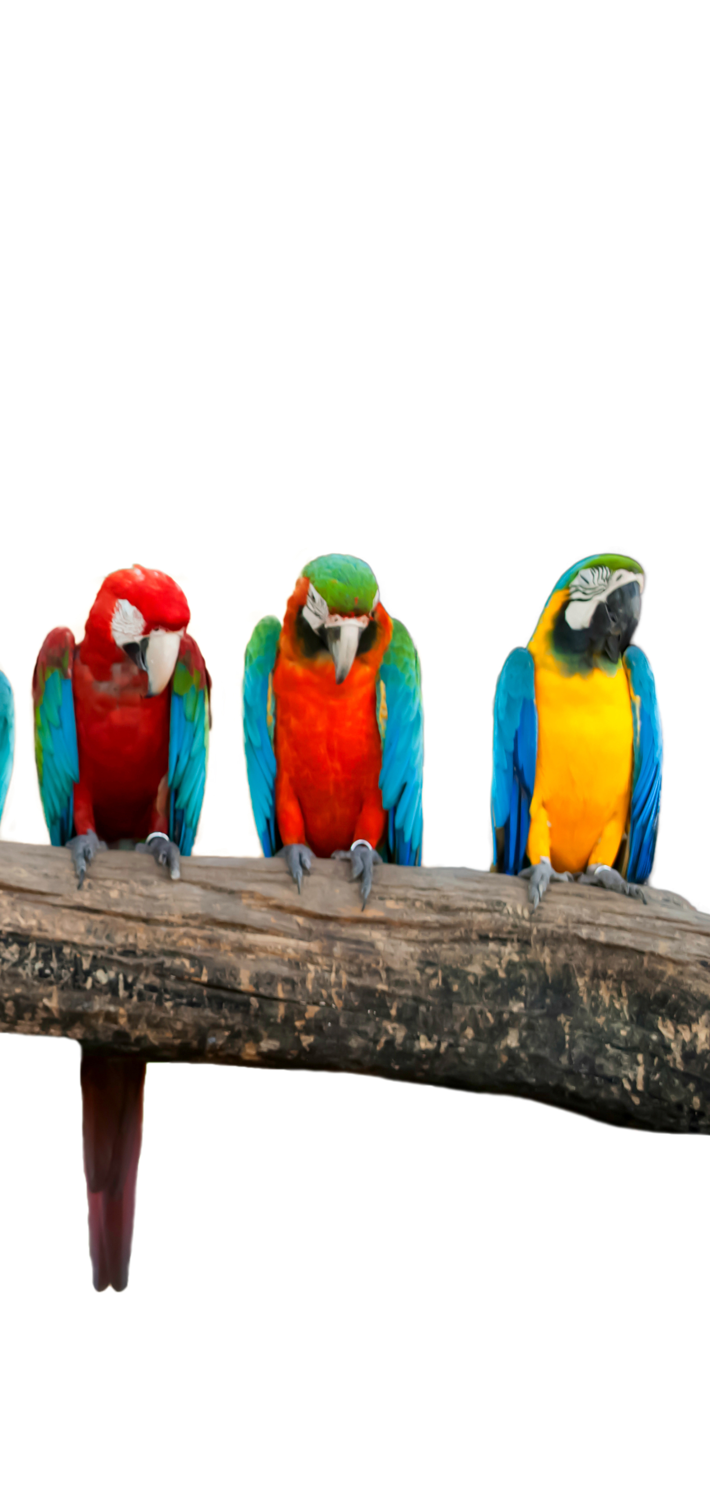 Laden Sie das Tiere, Vögel, Vogel, Ara, Papagei, Gelbbrustara, Blau Gelber Ara-Bild kostenlos auf Ihren PC-Desktop herunter
