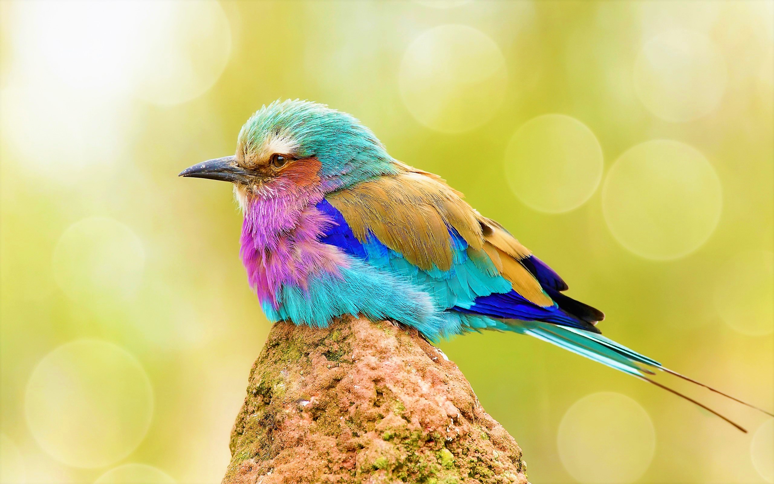 415993 baixar papel de parede animais, rolo de peito lilás, pássaro, colorido, aves - protetores de tela e imagens gratuitamente