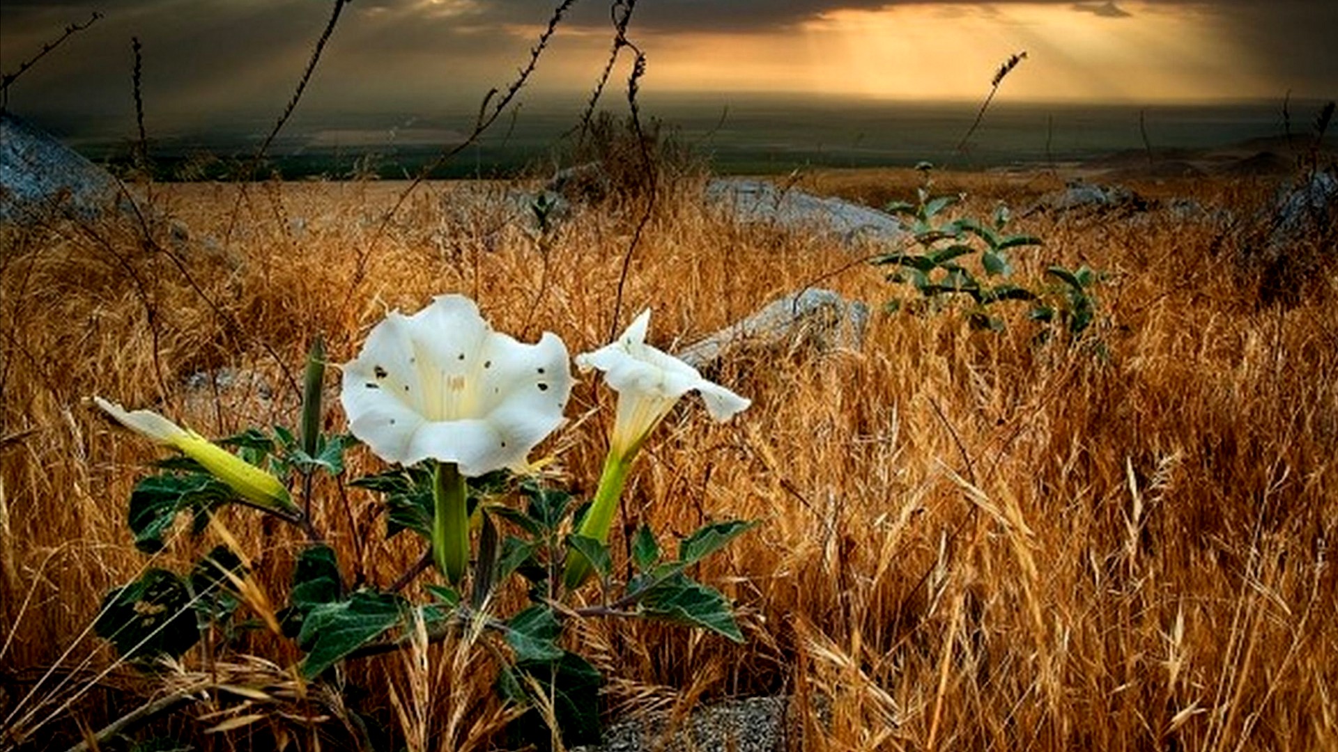 Baixe gratuitamente a imagem Flores, Flor, Terra/natureza na área de trabalho do seu PC