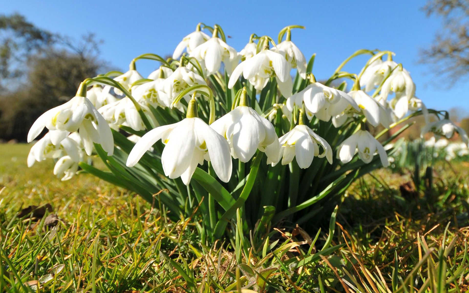 Download mobile wallpaper Snowdrops, Grass, Flowers for free.